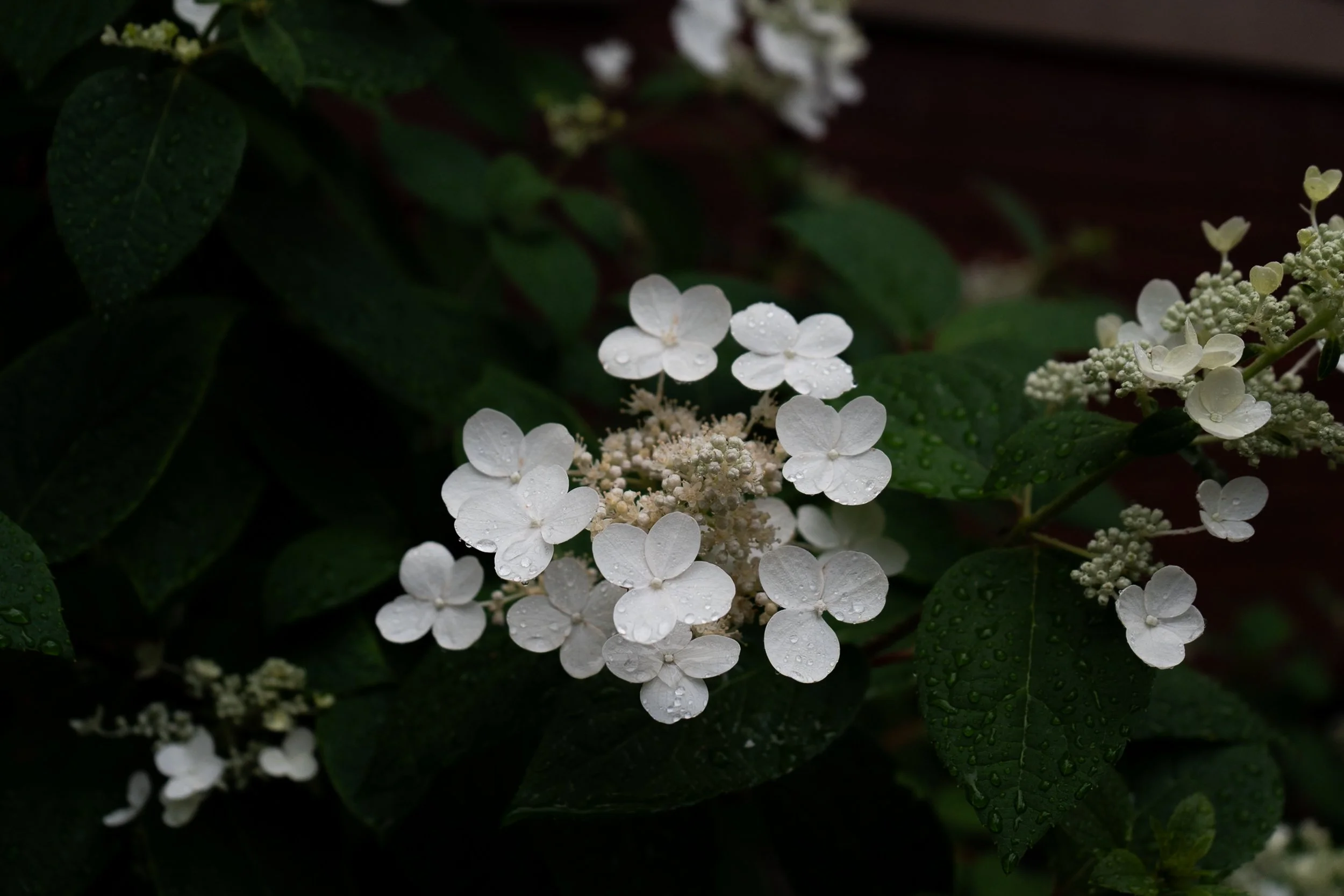 Detroit on Film laura suprenant photography detroit michigan-5.jpg