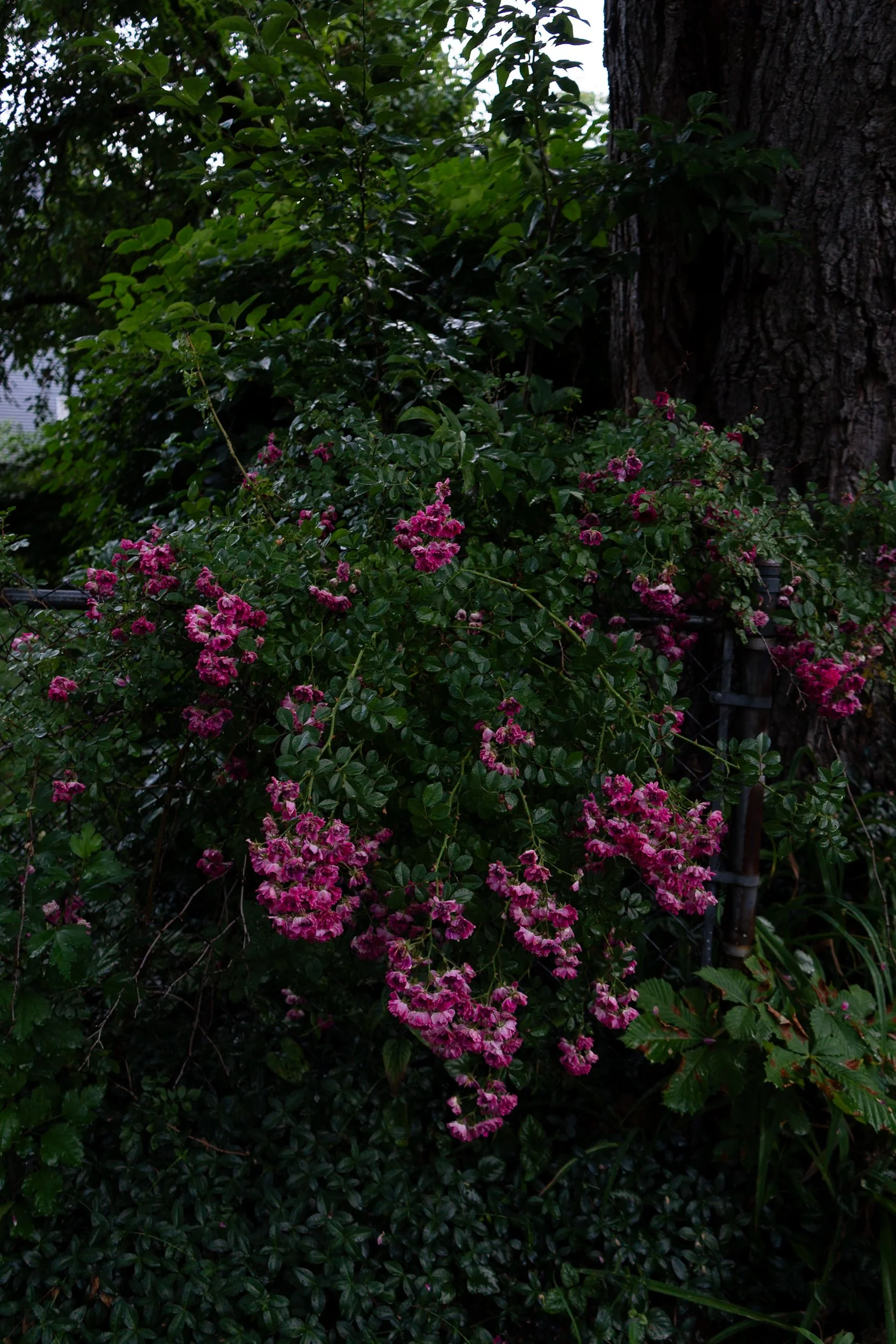 Detroit on Film laura suprenant photography detroit michigan-6.jpg