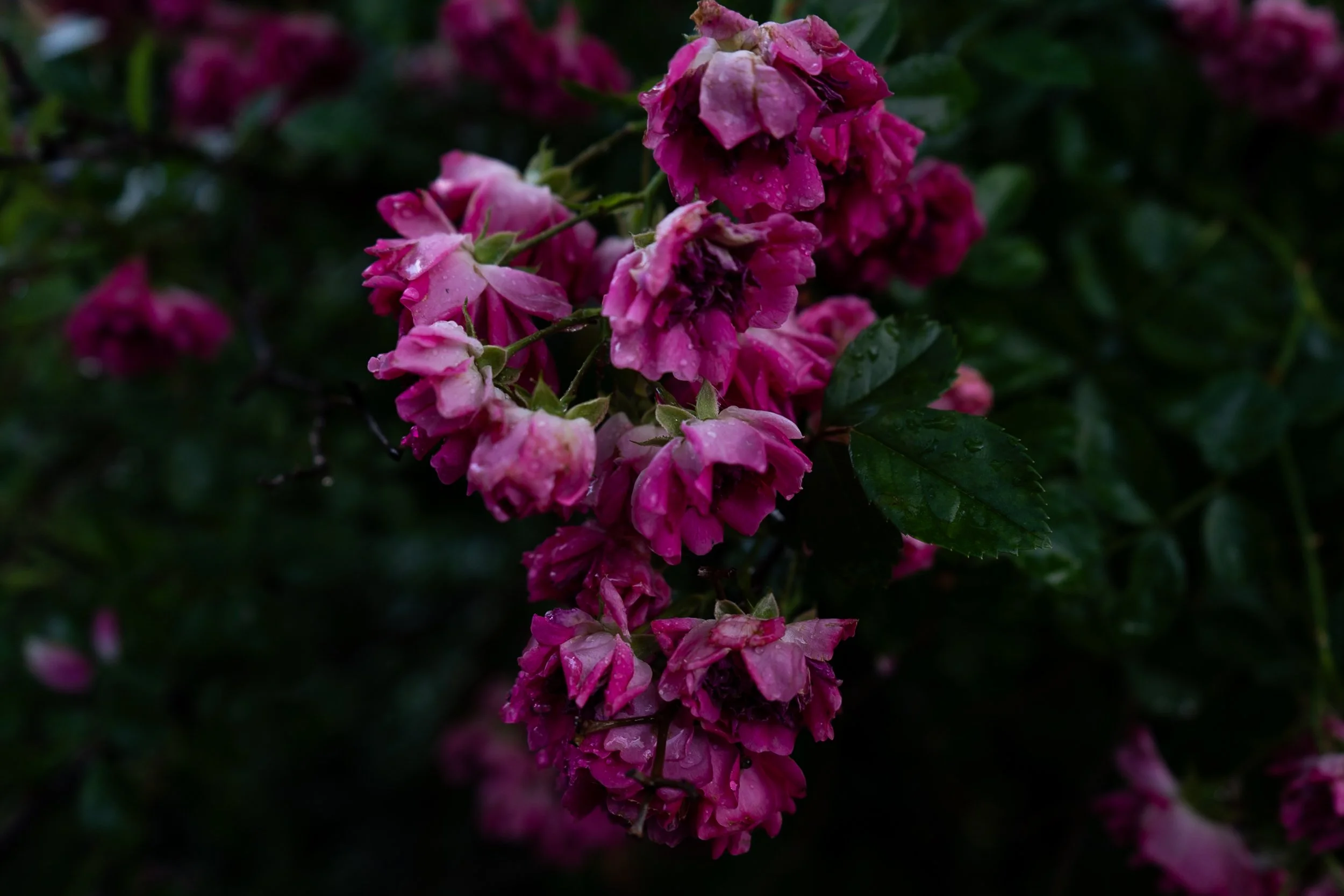 Detroit on Film laura suprenant photography detroit michigan-7.jpg