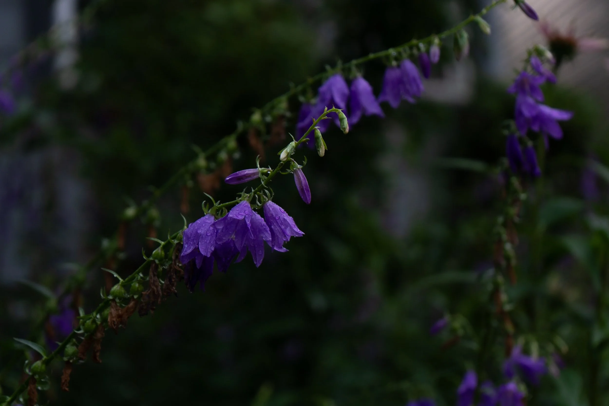 Detroit on Film laura suprenant photography detroit michigan-8.jpg