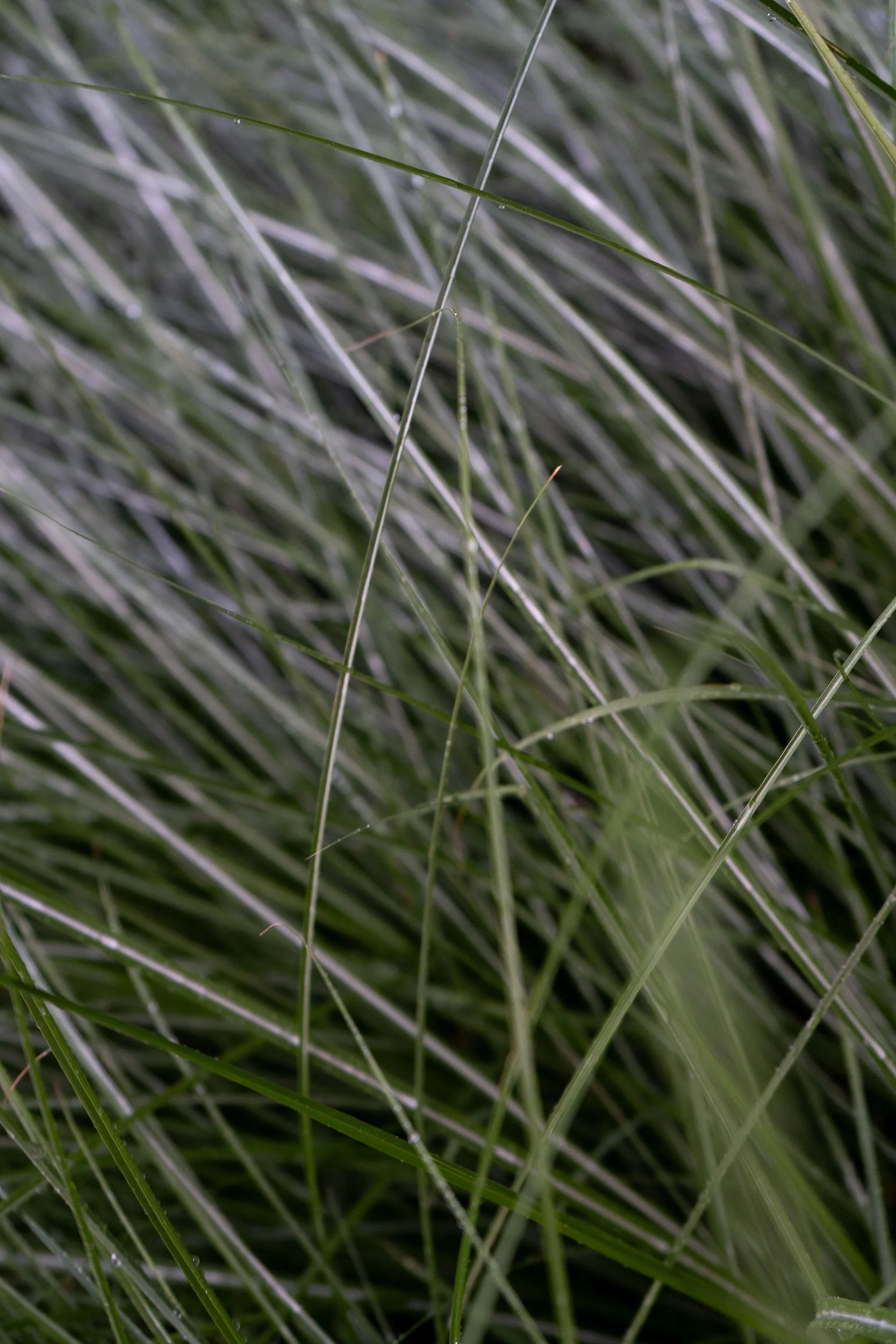 Detroit on Film laura suprenant photography detroit michigan-12.jpg