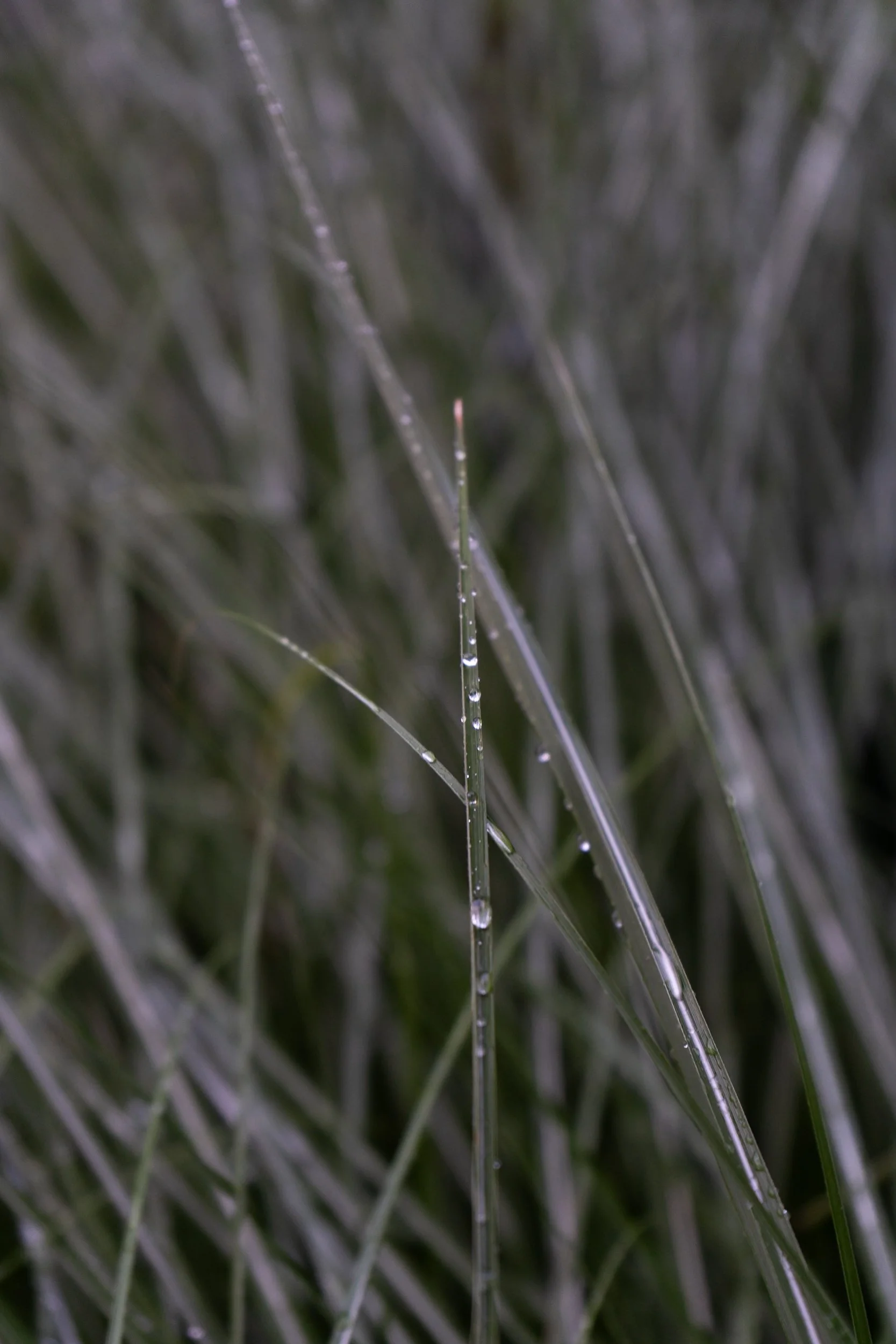 Detroit on Film laura suprenant photography detroit michigan-13.jpg