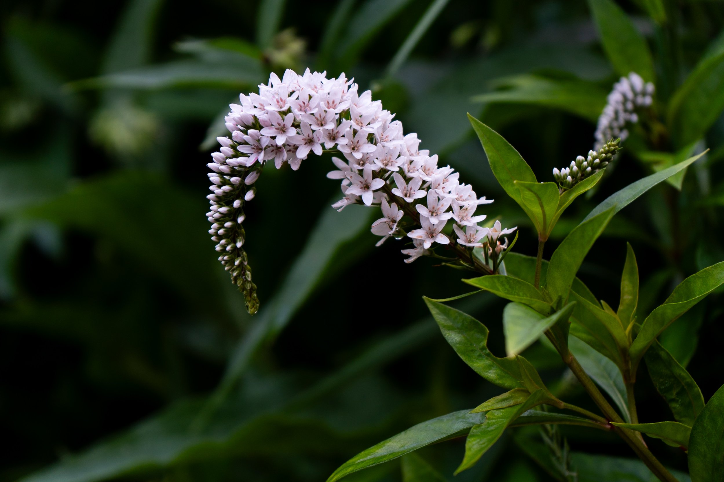 Detroit on Film laura suprenant photography detroit michigan-14.jpg