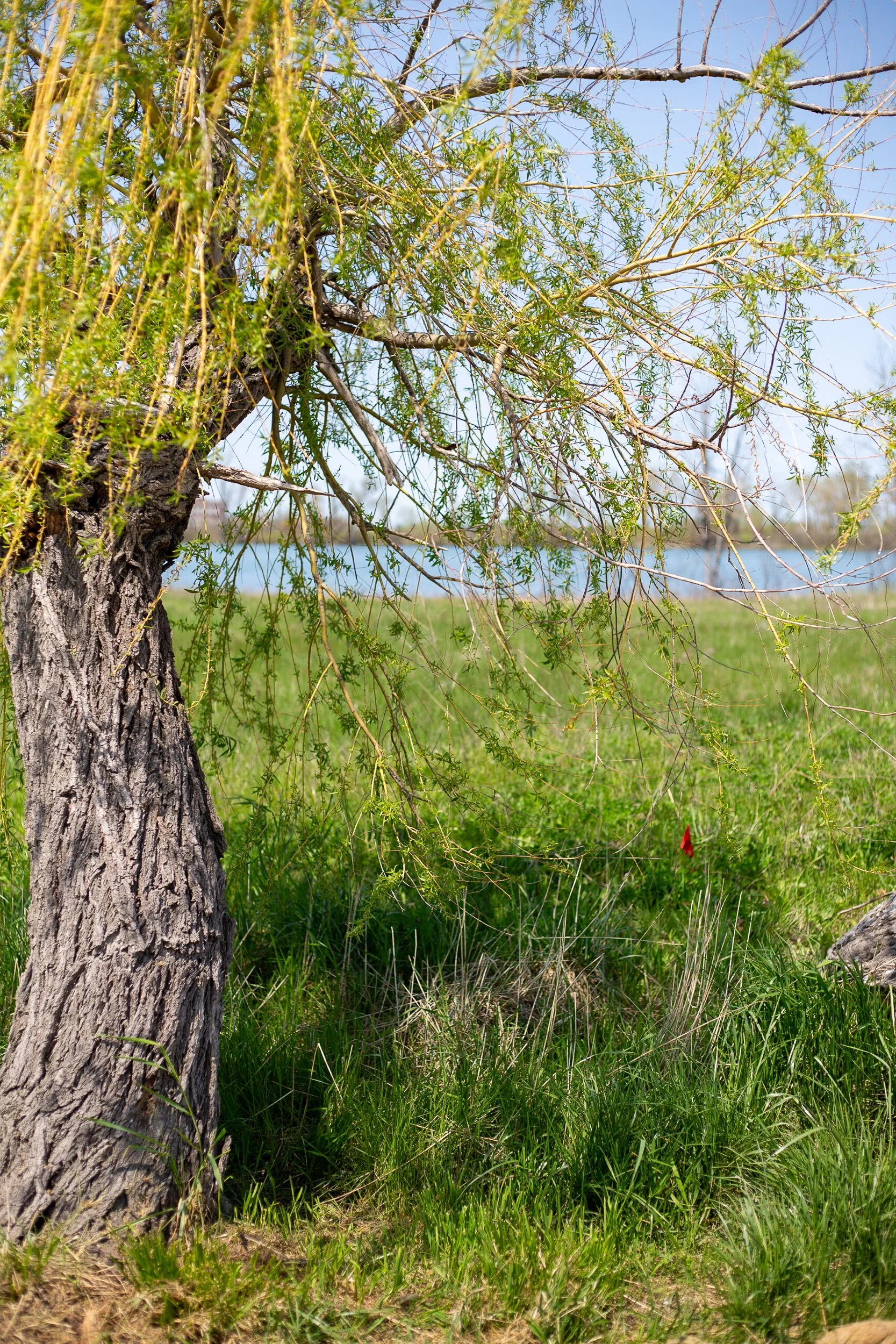 Detroit on Film laura suprenant photography detroit michigan.jpg