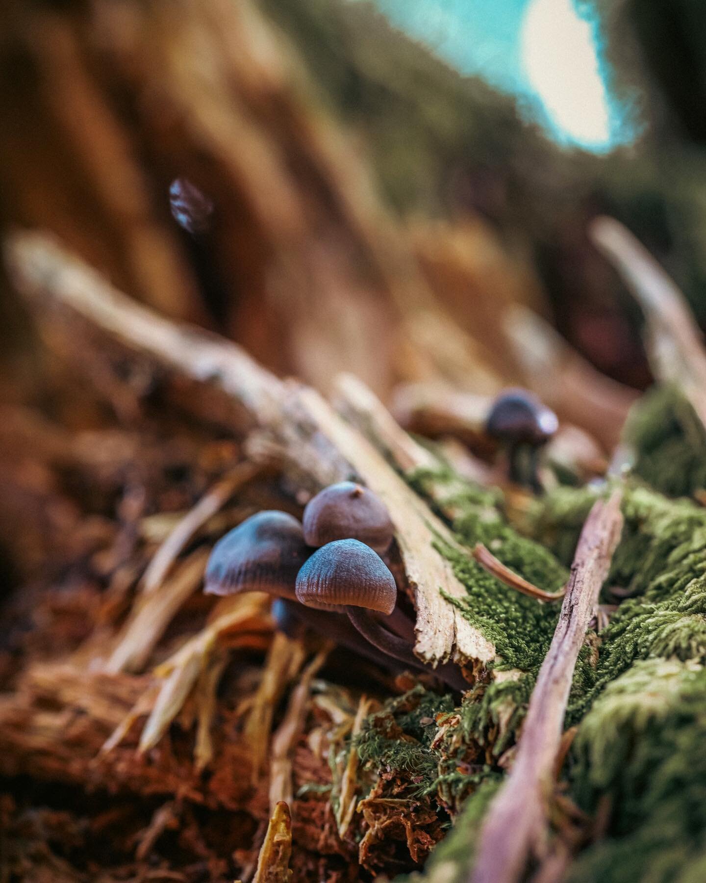 The small things are the big things. 

#fungi