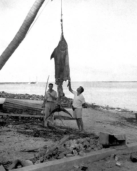 Stephen J. McConnell - Ernest Hemingway Photo/Fishing/Marlin. Hemingway Referenced/ In Search of You.