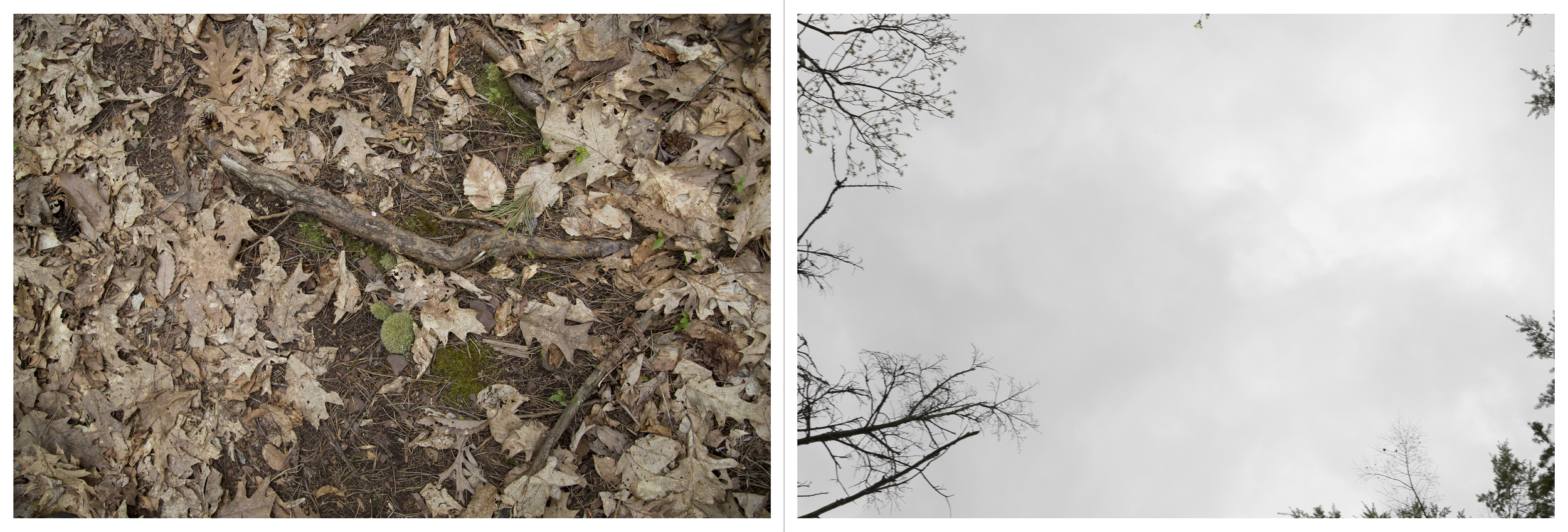 And so on and so forth in much the same vein: Mayapples, Inkjet Photograph, 24" X 72," 2015.