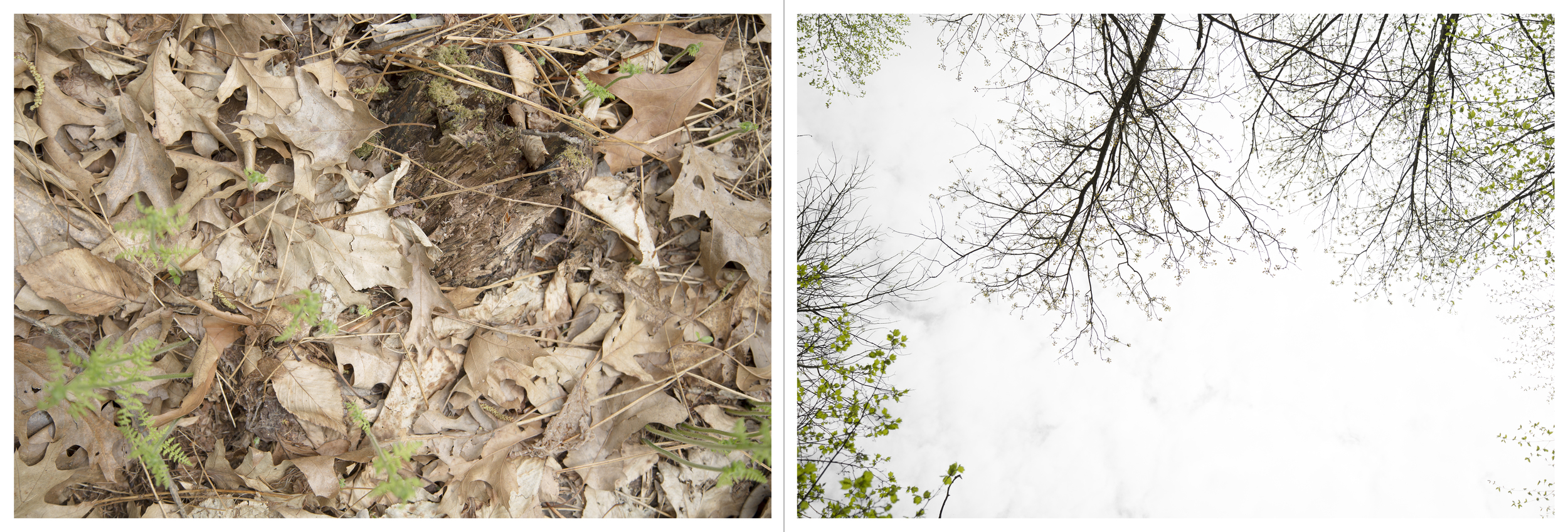 And so on and so forth in much the same vein: Logging Road, Inkjet Photograph, 24" X 72," 2015.