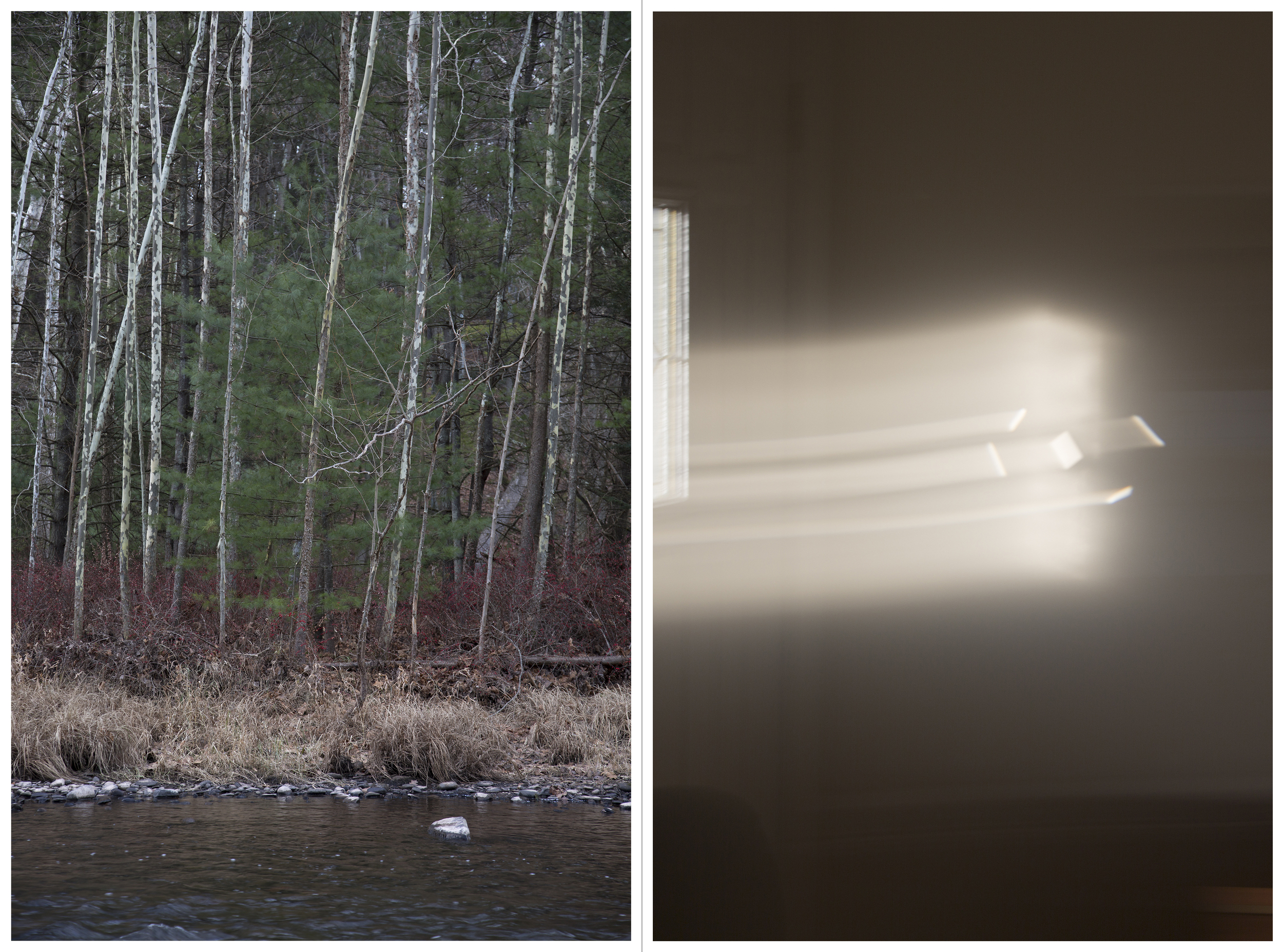 to return: Little Pine 1, Inkjet Photograph, 48" X 36," 2015.