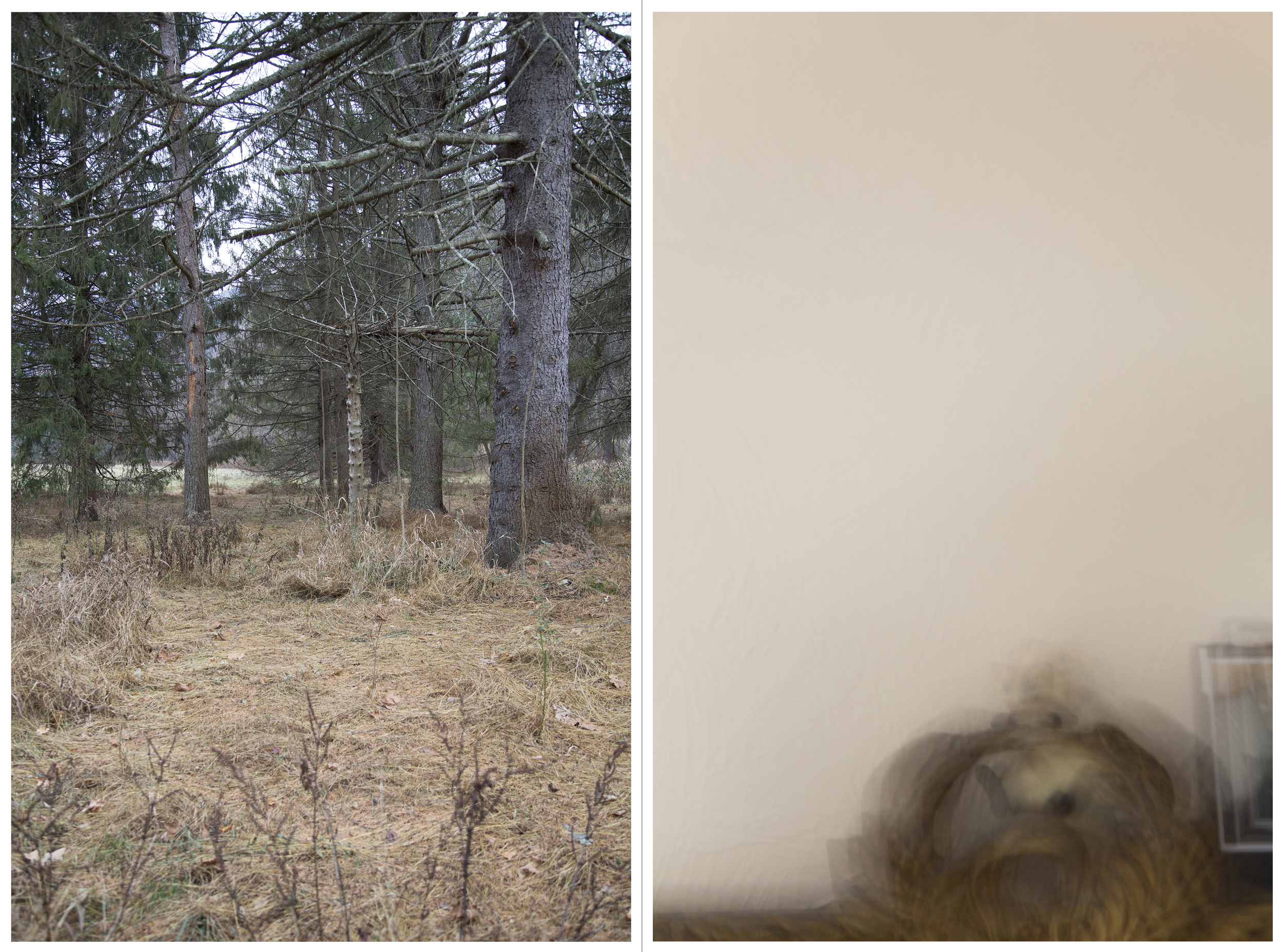 to return: Camp Kline, Deer, Inkjet Photograph, 48" X 36," 2015.