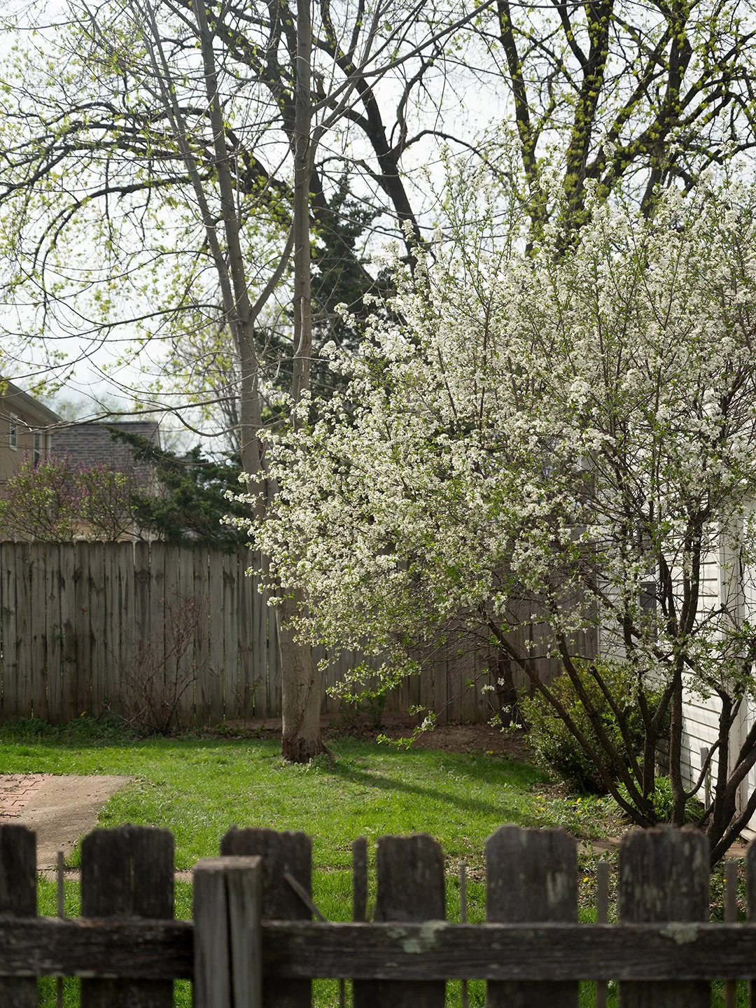 Bare Branches Remain Visible, 2026