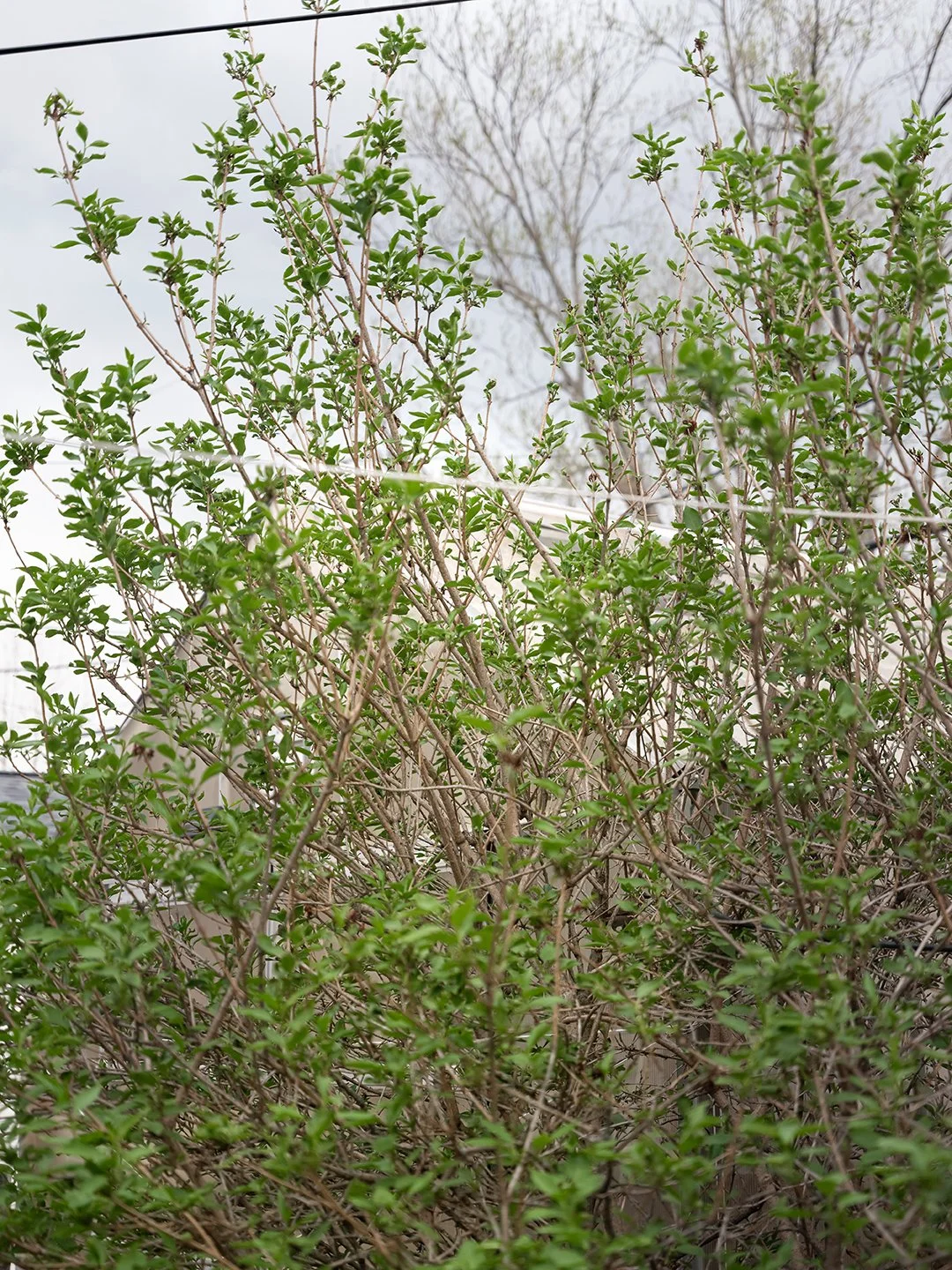 Three More Snowfalls, 2026