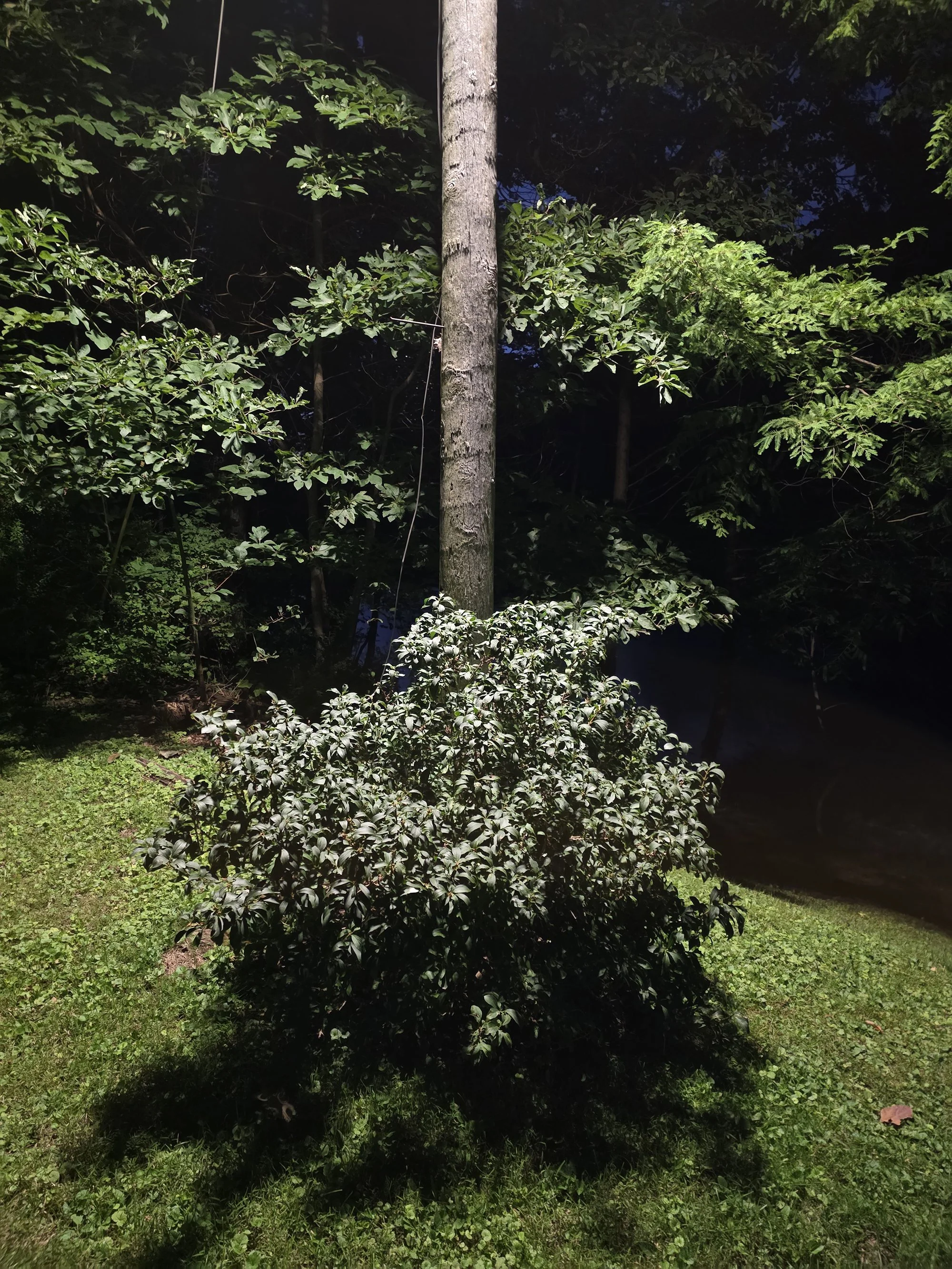 Yard Light Calls, 2026