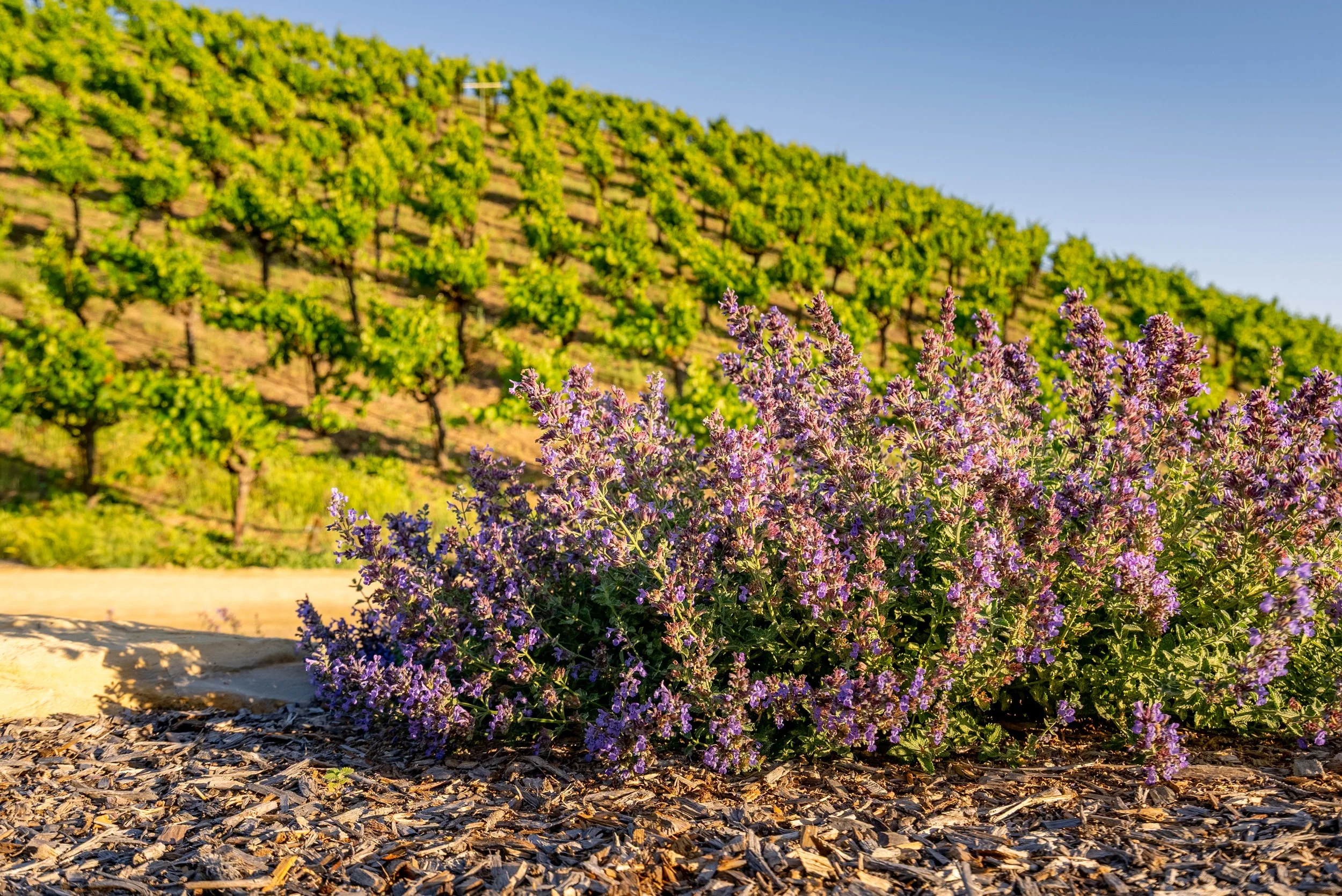 midpoint-winery-final-media-13.jpg