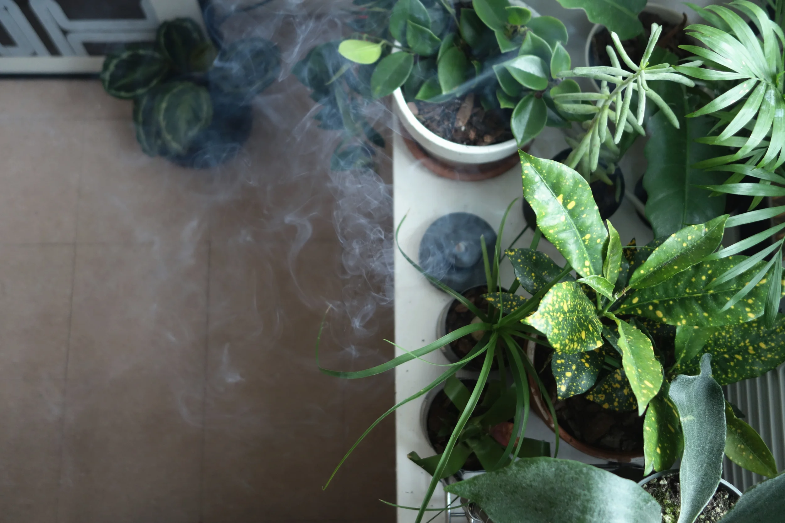 ニューヨークでお金をかけずに暮らす方法 植物編 ロン毛と坊主とニューヨーク