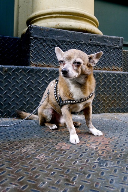 Q A ストリートスナップにおける坊主の被写体の選び方とnyスナップ裏話 ロン毛と坊主とニューヨーク