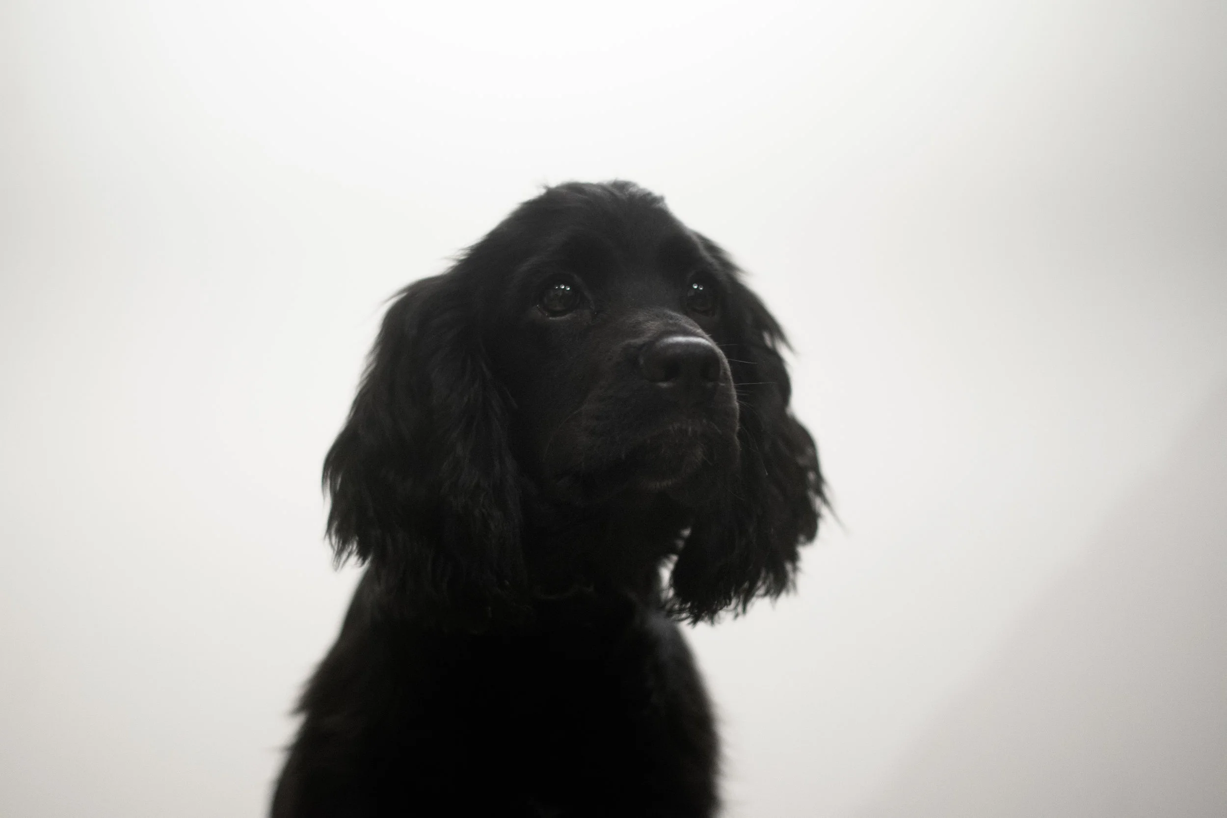 ニューヨークで犬を飼う際に知っておいた方がいいコト ロン毛と坊主とニューヨーク