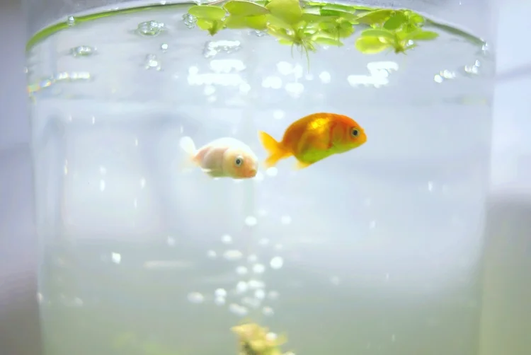 感情を持つ金魚 ロン毛と坊主とニューヨーク