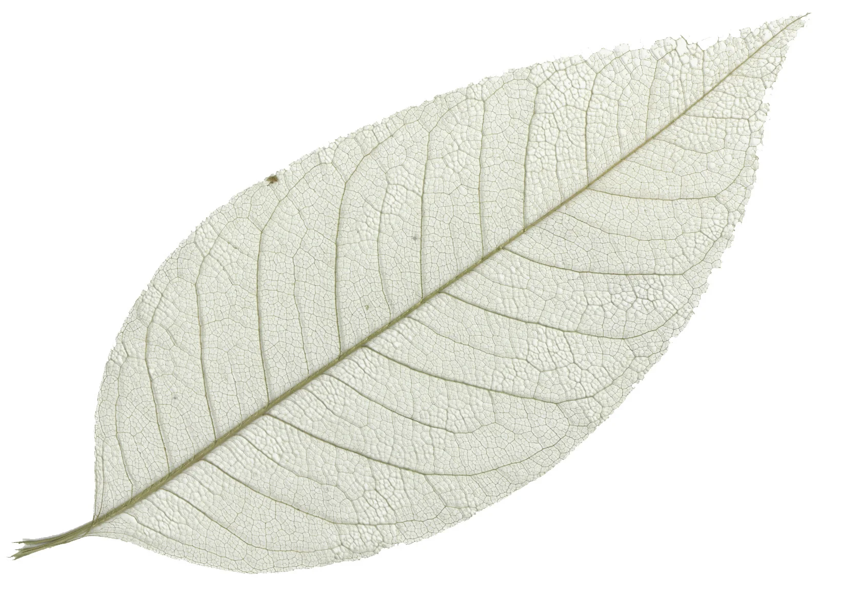 skeleaf cropped.jpg