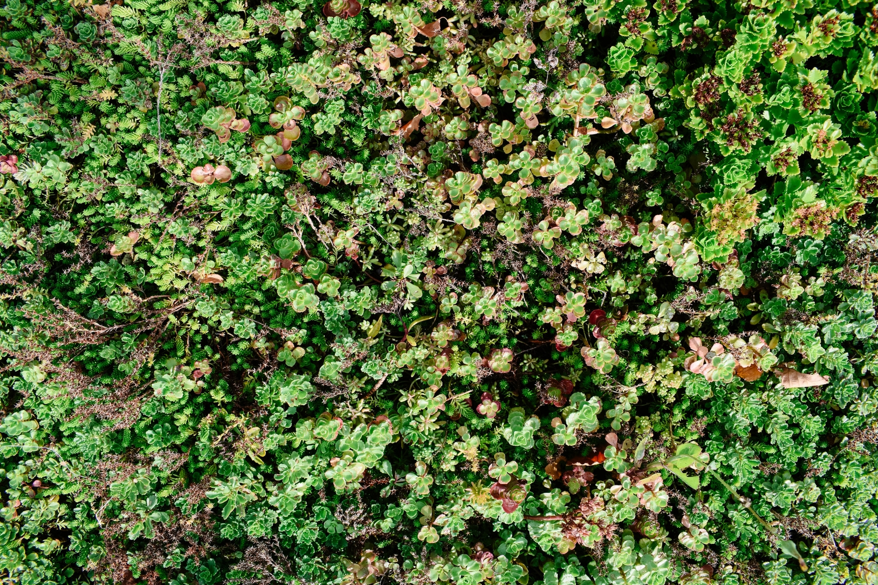 DSC_2657.jpg