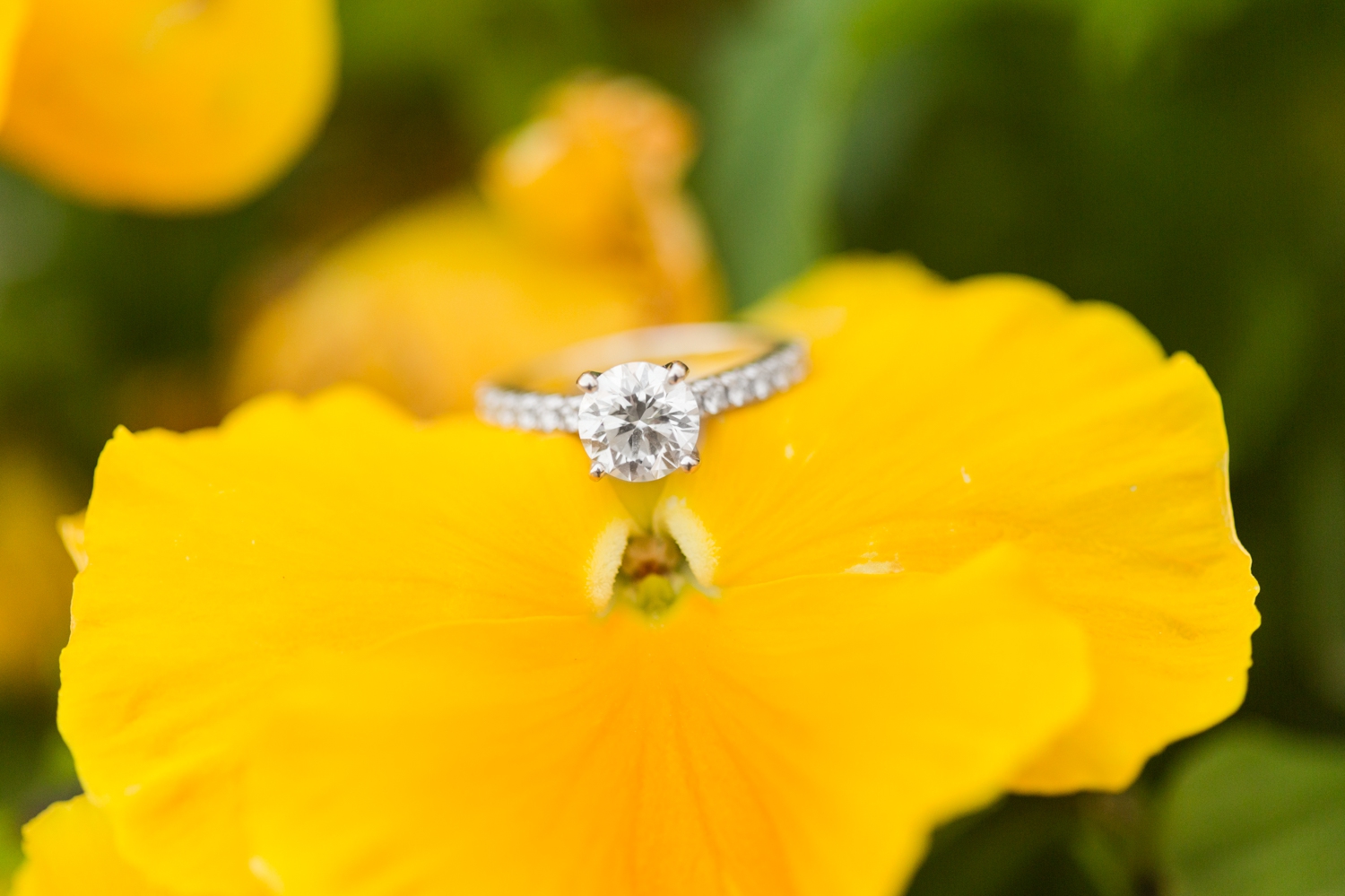 clinton-connecticut-engagement-session-chamard-vineyards-ct-nyc-wedding-photographer-shaina-lee-photography