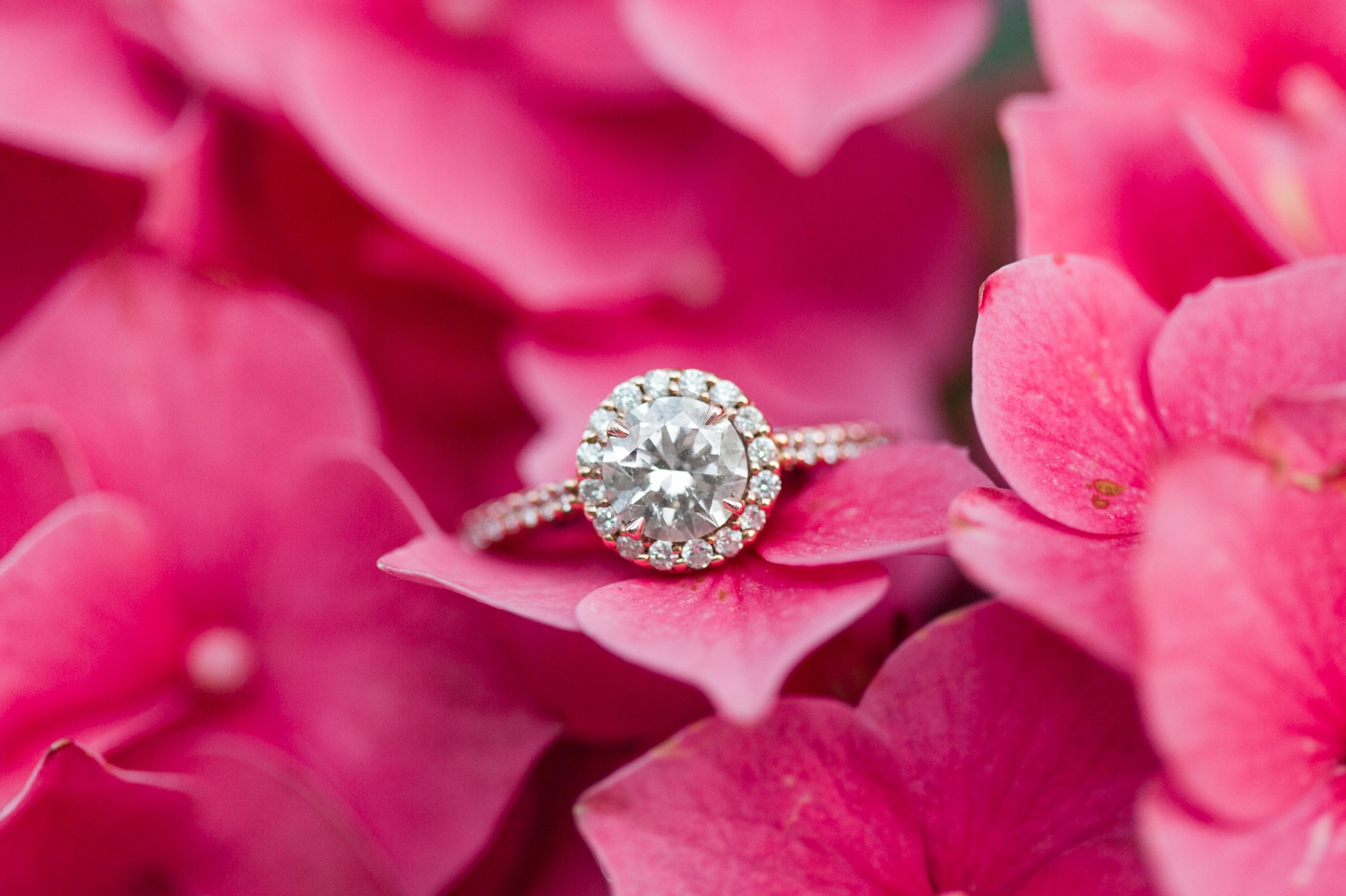 new-canaan-connecticut-engagement-session-waveny-park-ct-nyc-wedding-photographer-shaina-lee-photography
