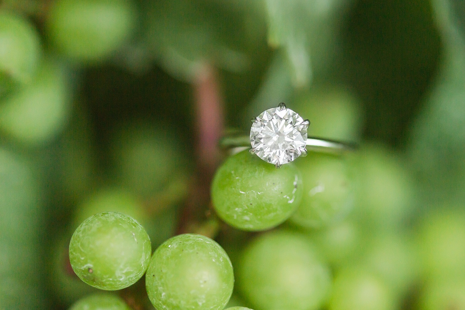 chamard-vineyards-wedding-proposal-clinton-connecticut-top-ct-nyc-destination-engagement-photographer-shaina-lee-photography-photo