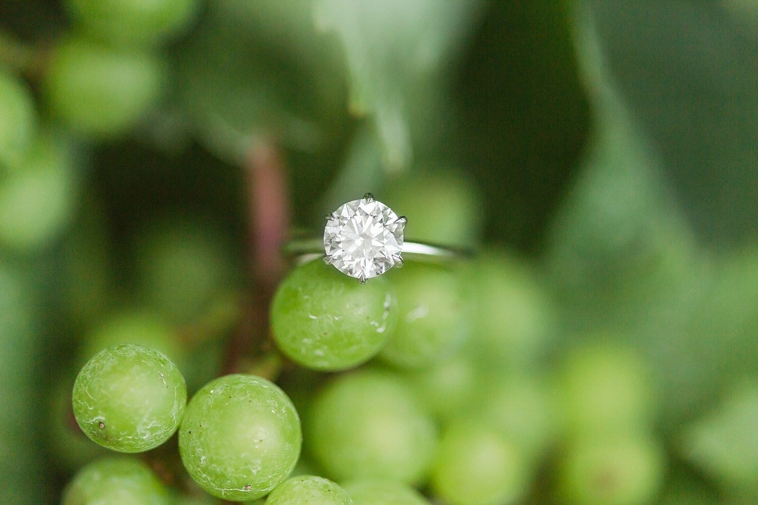 chamard-vineyards-wedding-proposal-clinton-connecticut-top-ct-nyc-destination-engagement-photographer-shaina-lee-photography-photo