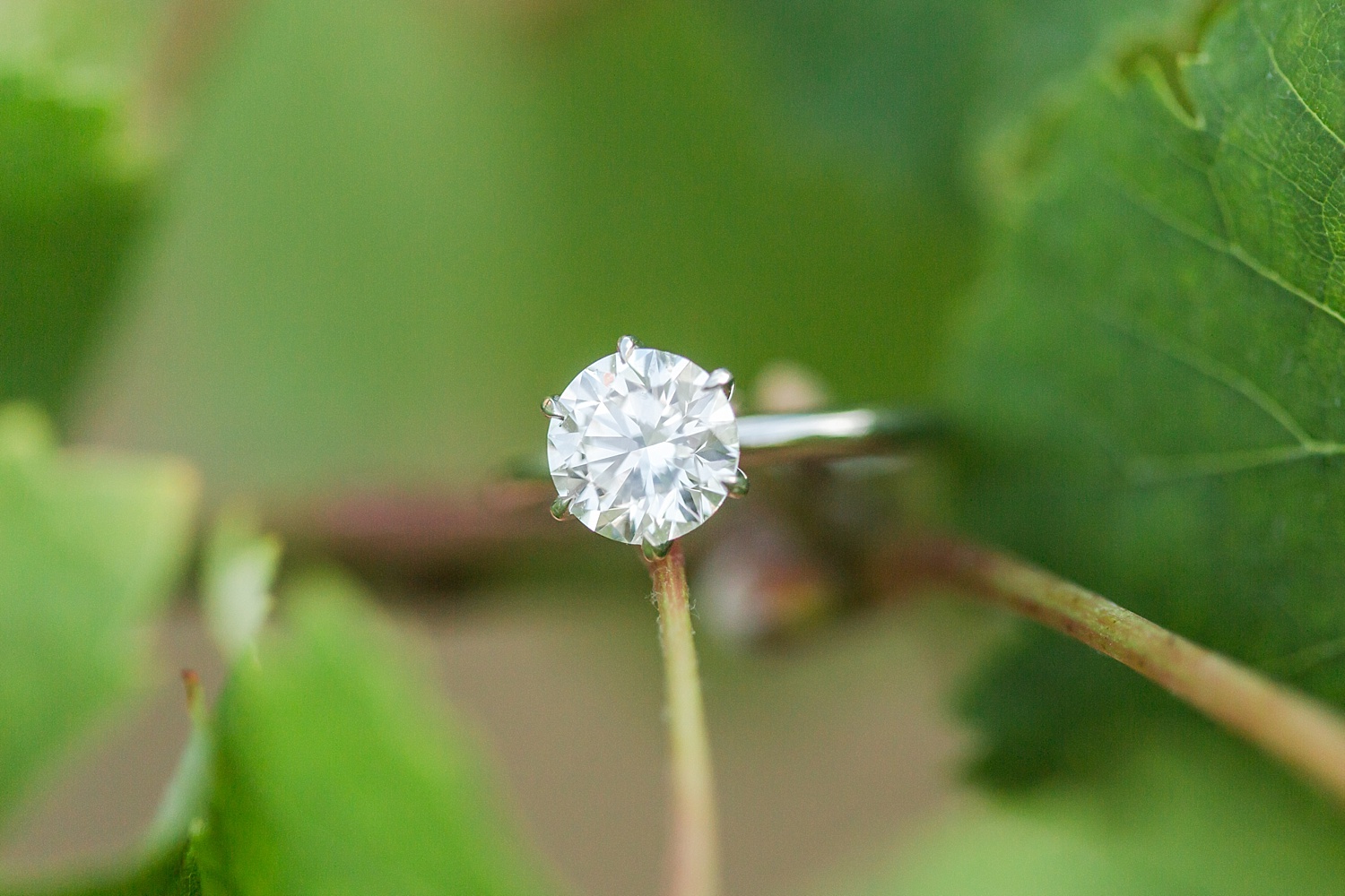 chamard-vineyards-wedding-proposal-clinton-connecticut-top-ct-nyc-destination-engagement-photographer-shaina-lee-photography-photo