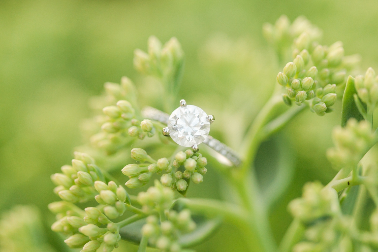 harbor-point-engagement-session-stamford-connecticut-new-york-hawaii-wedding-photographer-shaina-lee-photography-photo