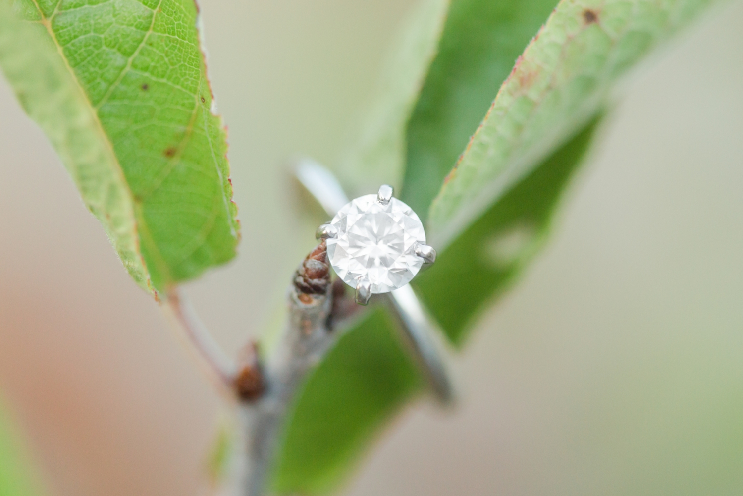 audubon-society-coastal-center-engagement-session-milford-connecticut-westchester-wedding-photographer-shaina-lee-photography-photo