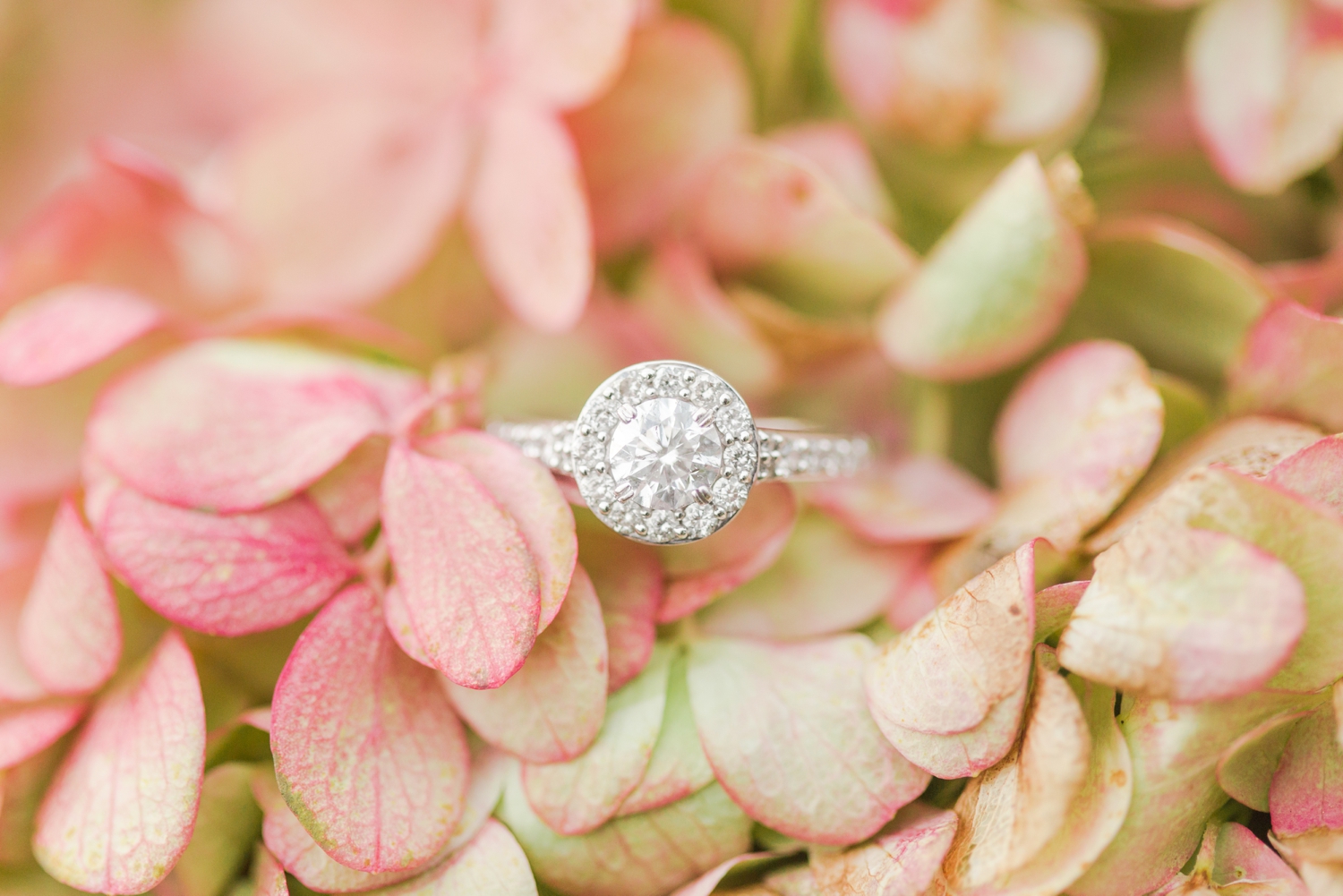 waveny-park-engagement-session-new-canaan-connecticut-wedding-photographer-sw-shaina-lee-photography-photo