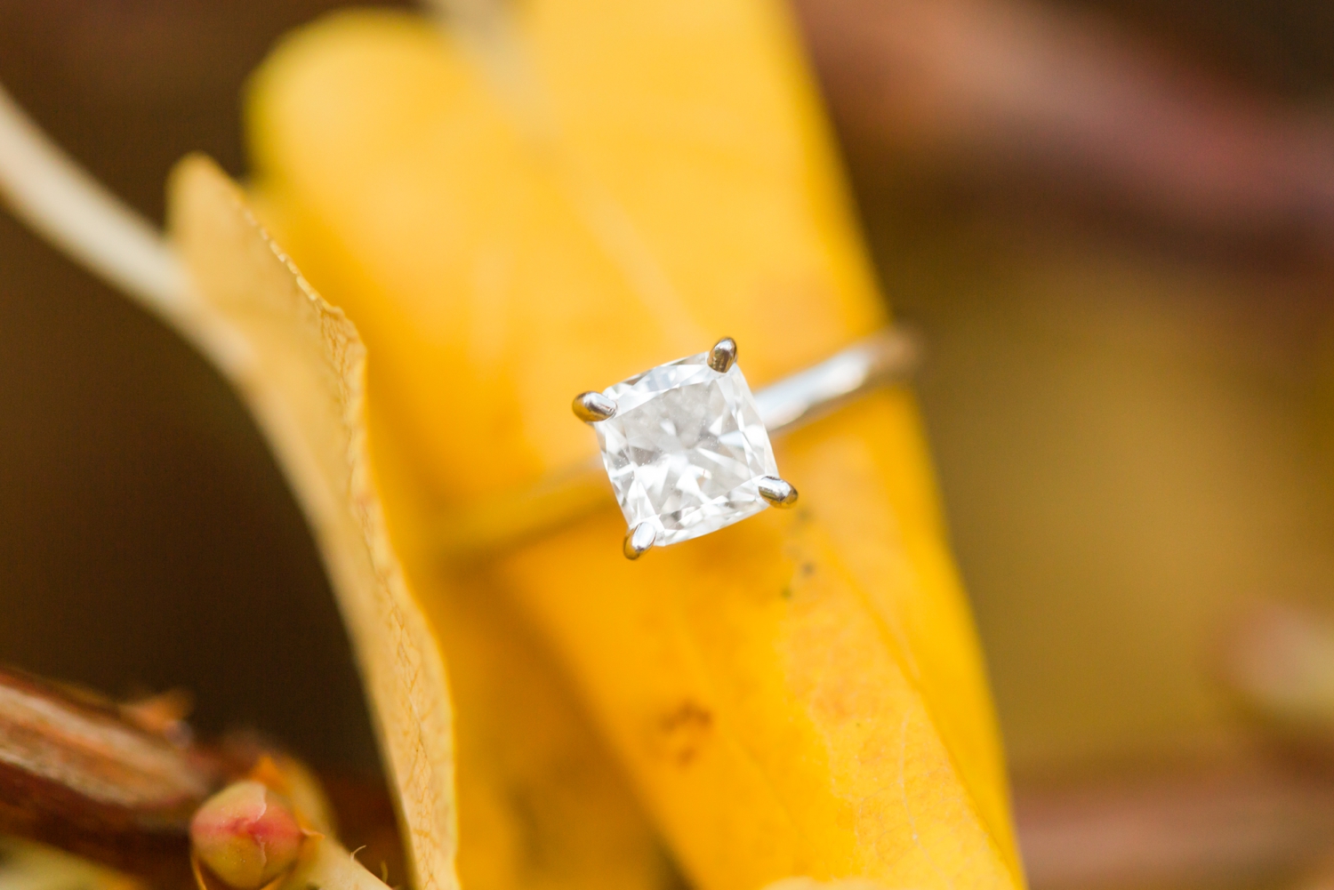 uconn-engagement-session-storrs-connecticut-new-york-wedding-photographer