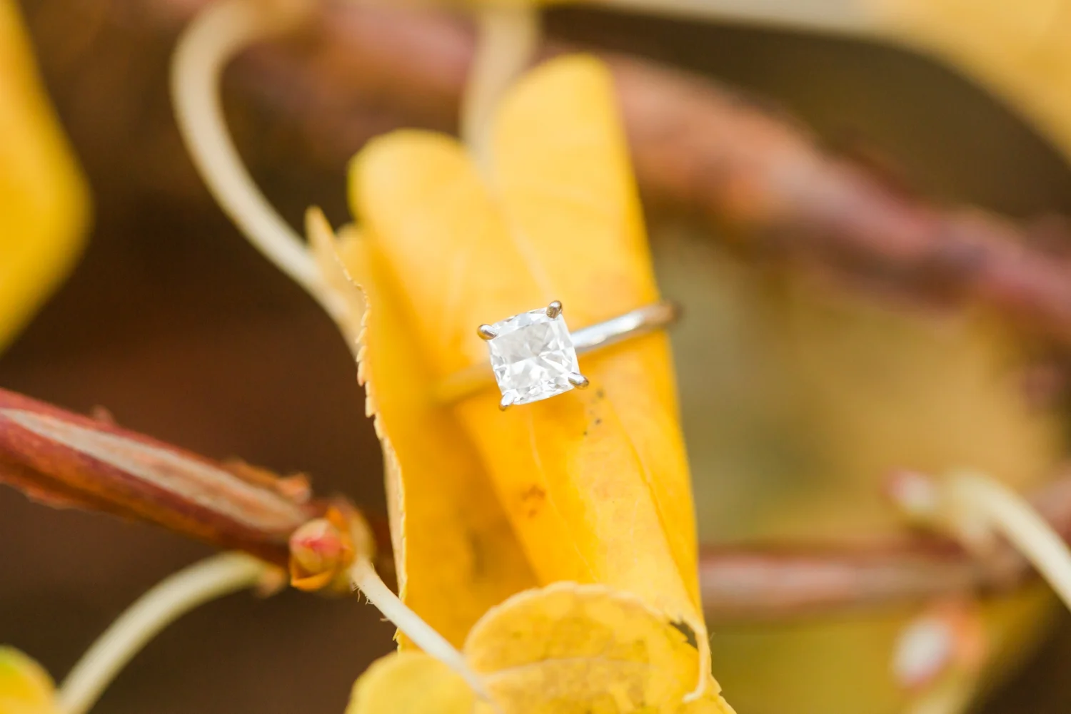 uconn-engagement-session-storrs-connecticut-new-york-wedding-photographer