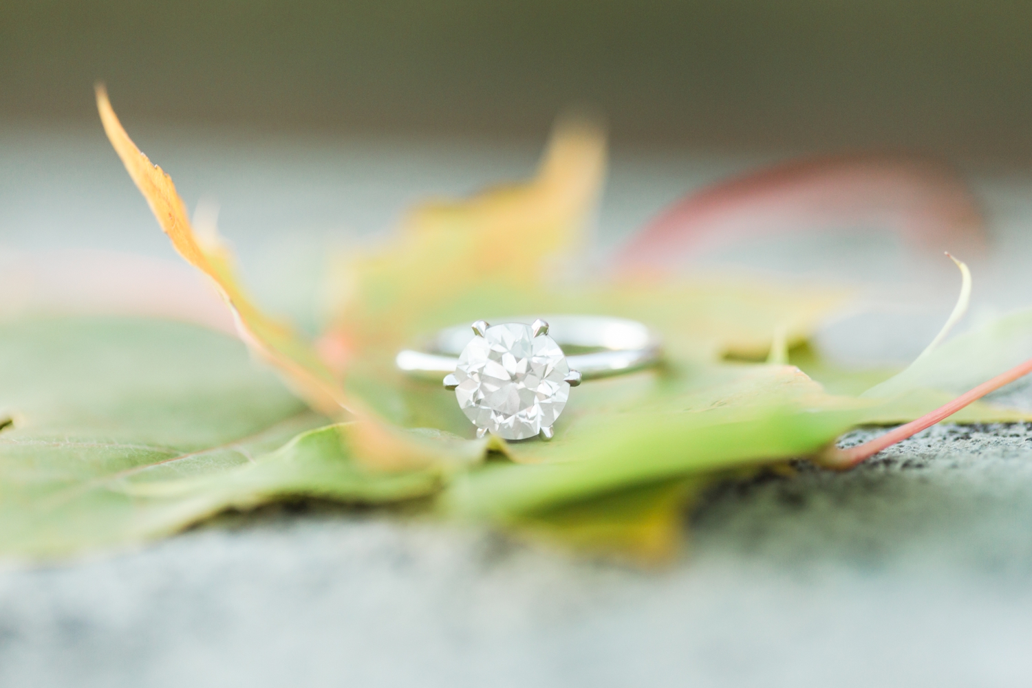 waveny-park-engagement-session-new-canaan-connecticut-wedding-photographer-ss-shaina-lee-photography-photo