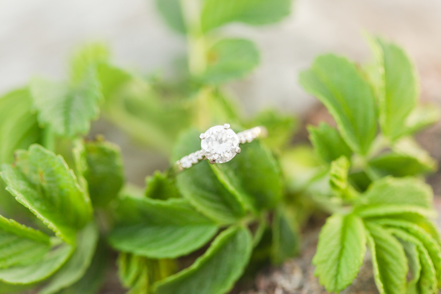 hammonasset-beach-engagement-session-madison-connecticut-wedding-photographer-shaina-lee-photography-photo