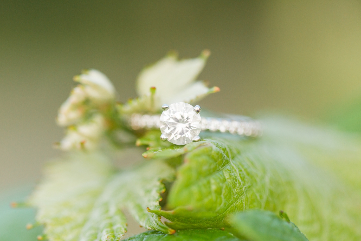 chamard-vineyards-engagement-session-clinton-connecticut-wedding-photographer-shaina-lee-photography-photo