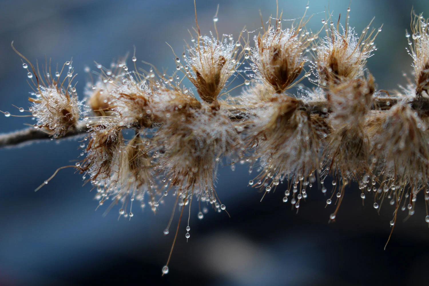 Slusser Droplets