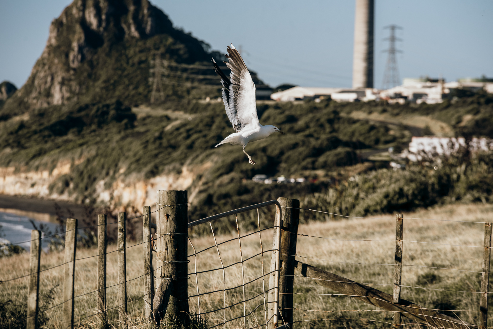 Taranaki elopement-42.jpg