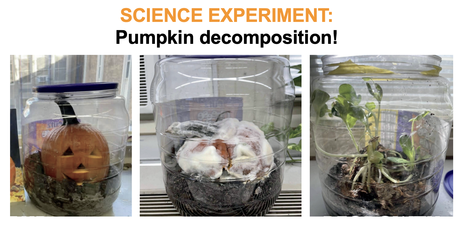 Three images showing a pumpkin slowly decomposing in a glass jar.