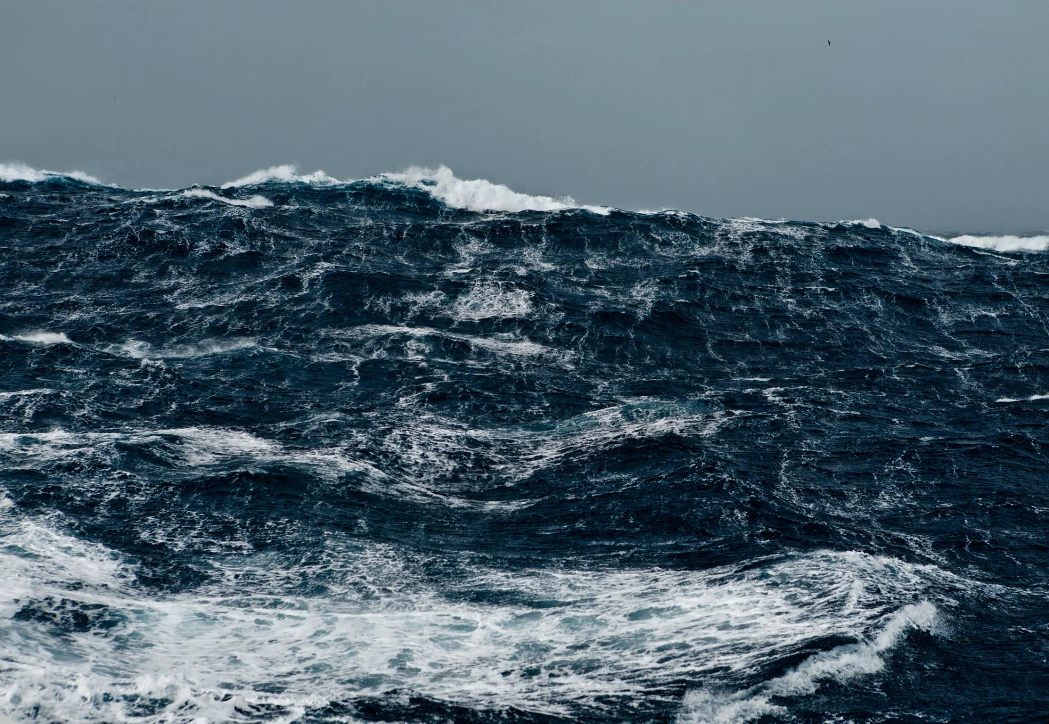 Corey-Arnold-Wolf-Tide-2,large.2x.1399258029.jpg