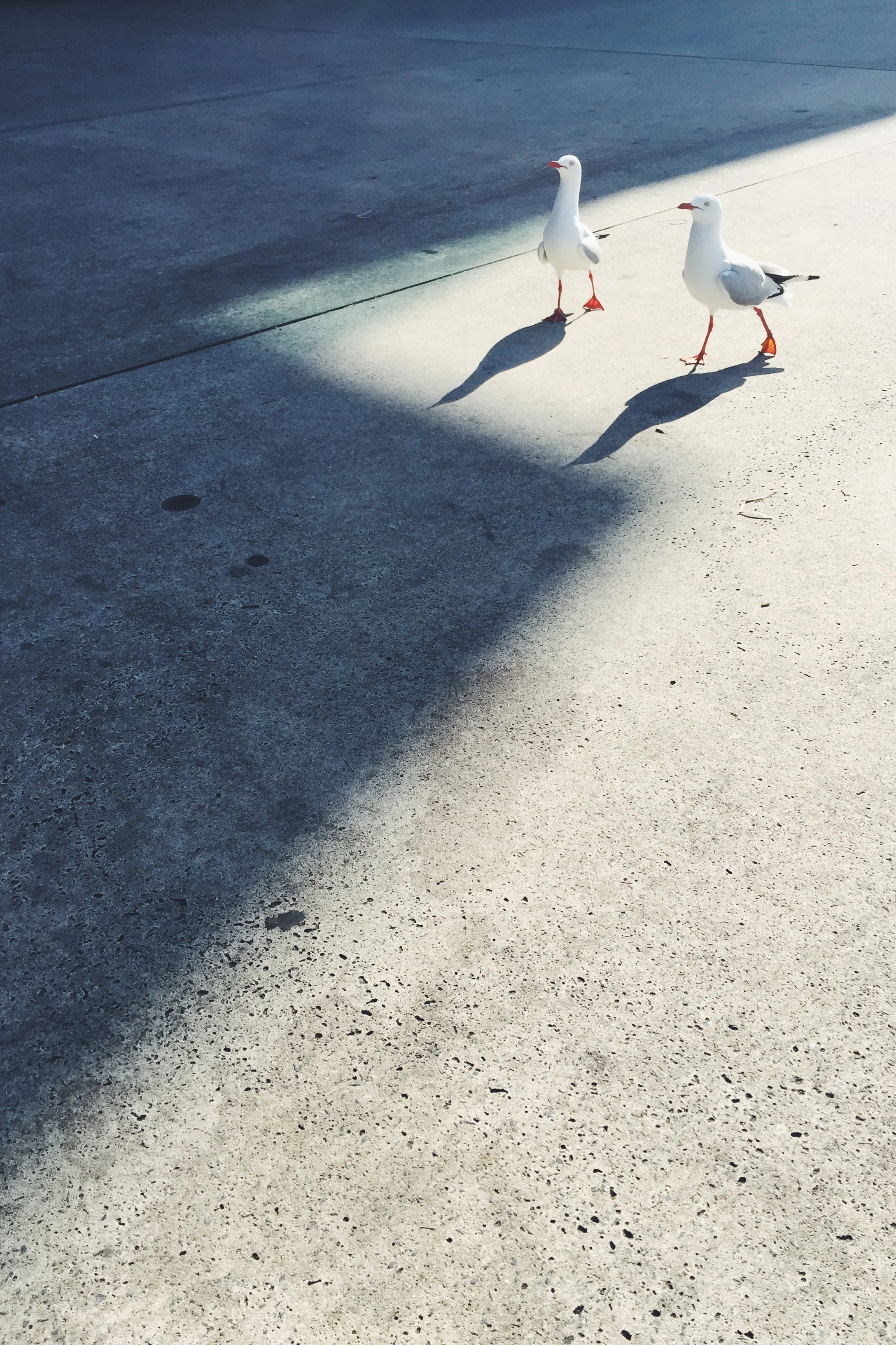 IMG_9604.jpeg
