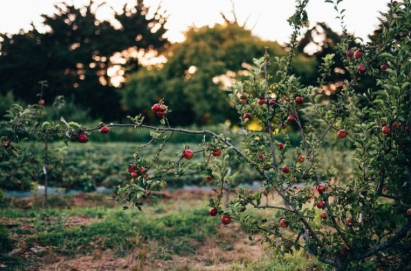 Photo by Liz Birnbaum, The Curated Feast