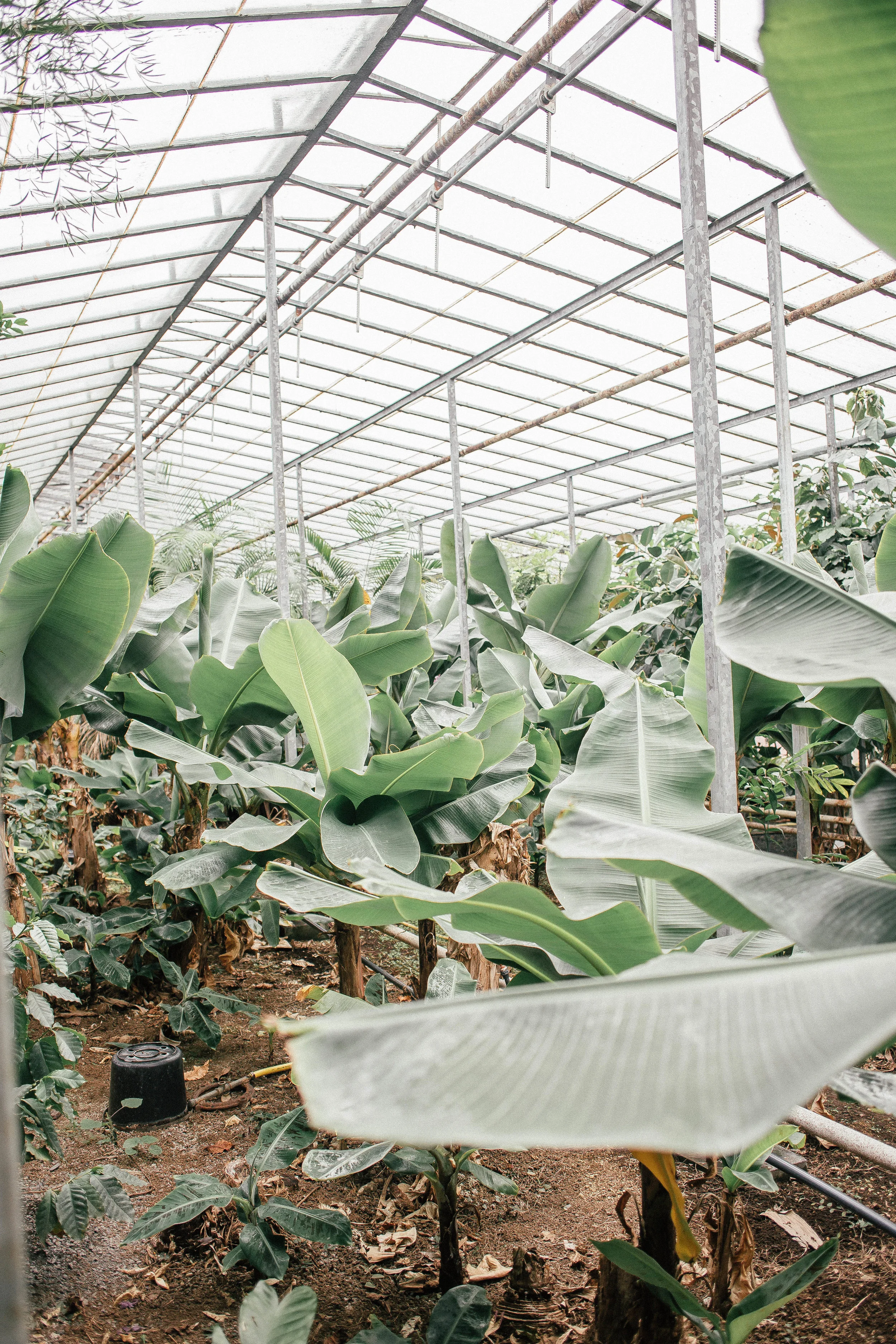Photo by The Curated Feast of bananas in Iceland