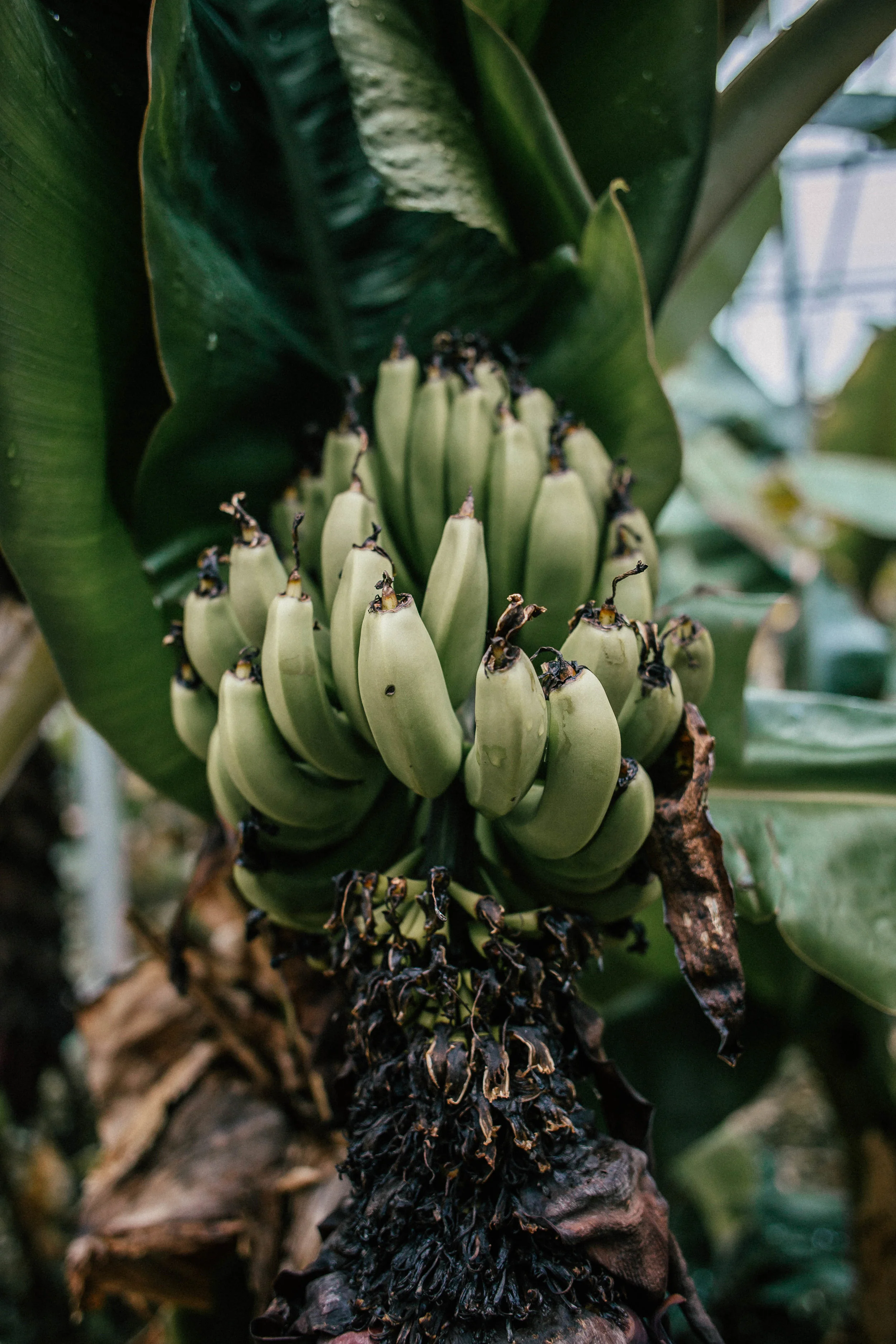 Photo by The Curated Feast of a bunch of bananas in Hveragerði