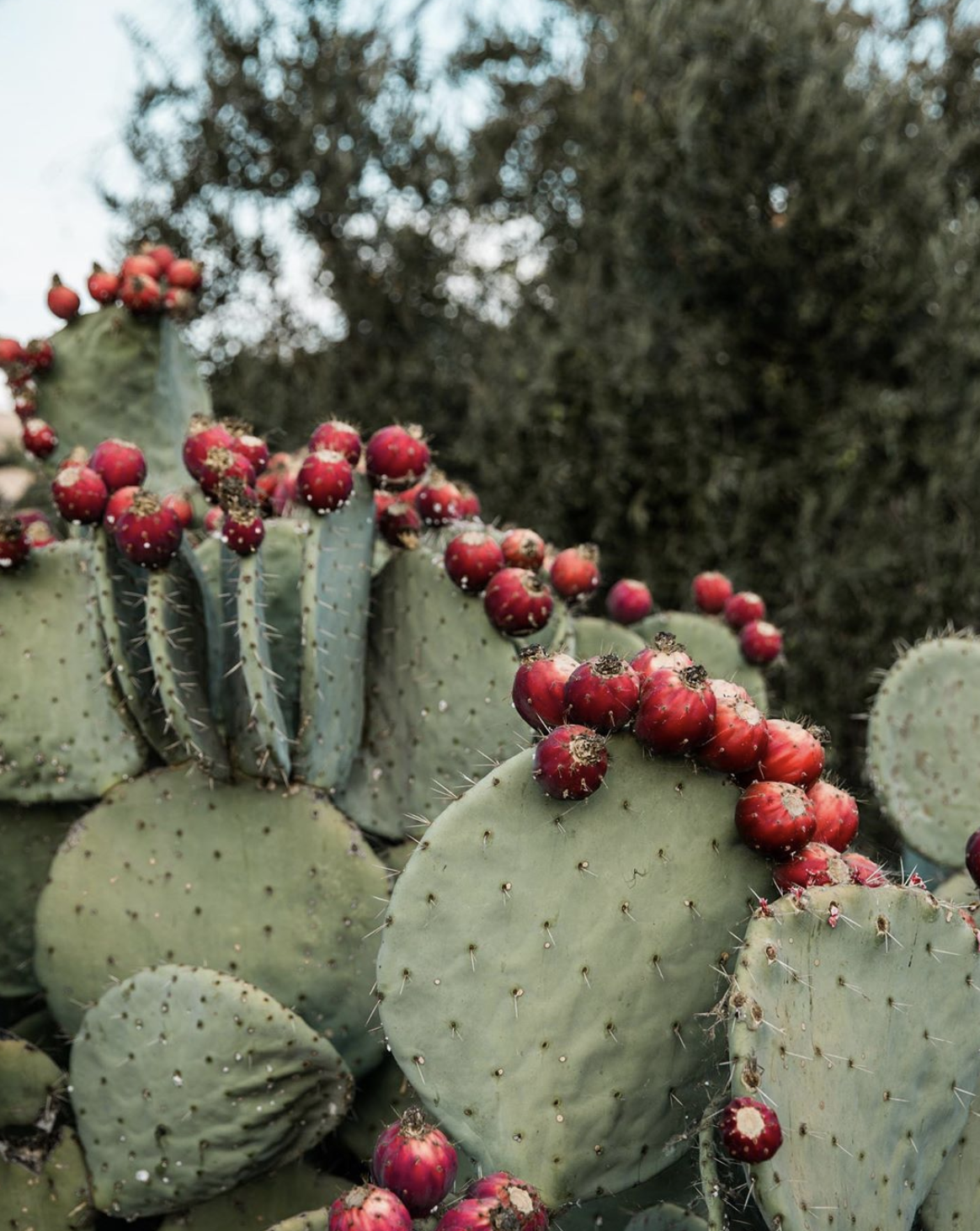 Prickly Pear