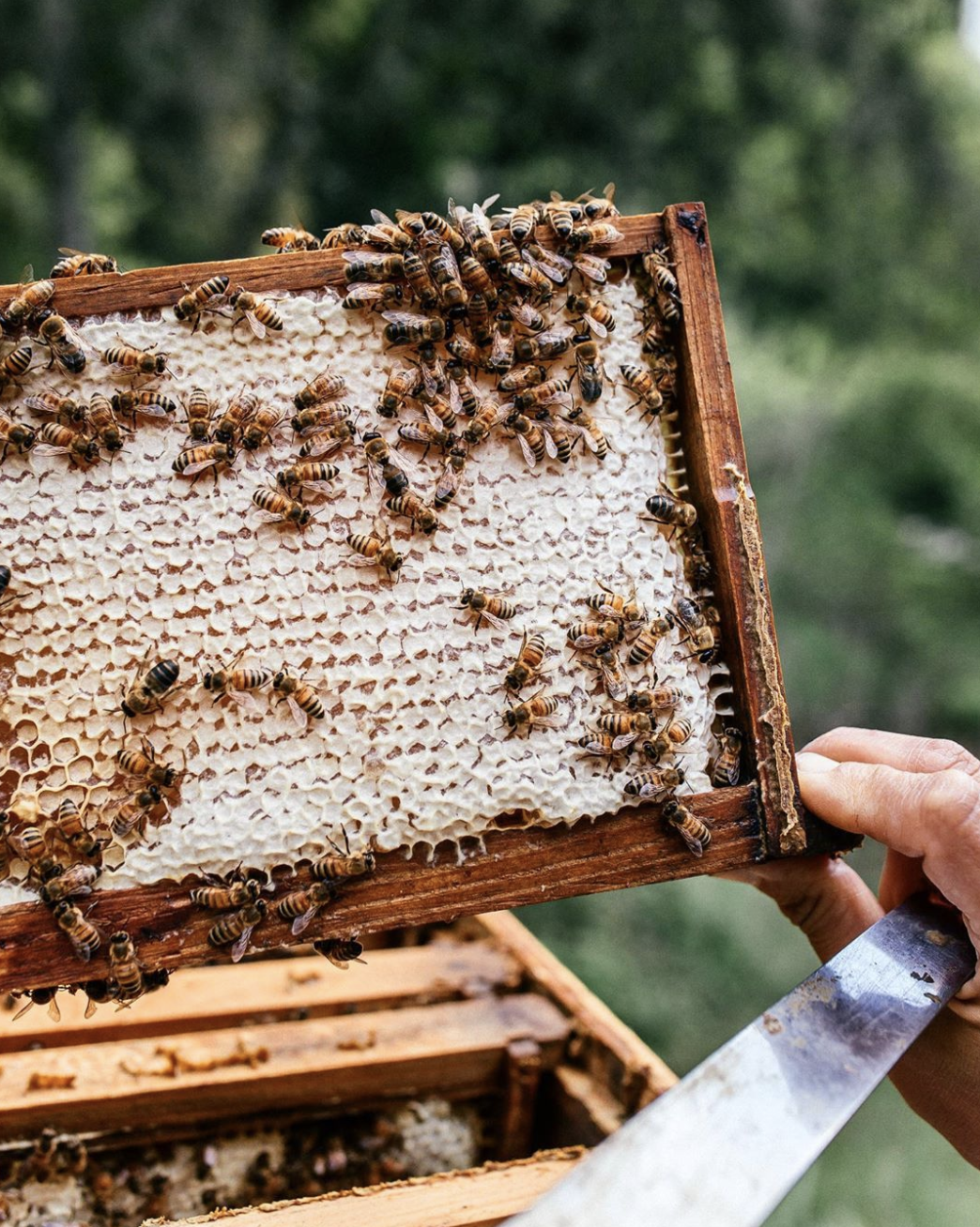 Beehive