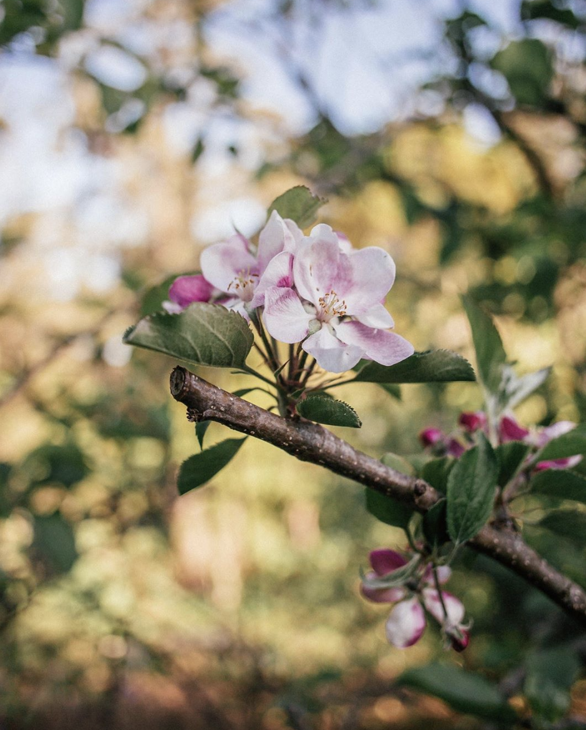 Flowers Become Fruit