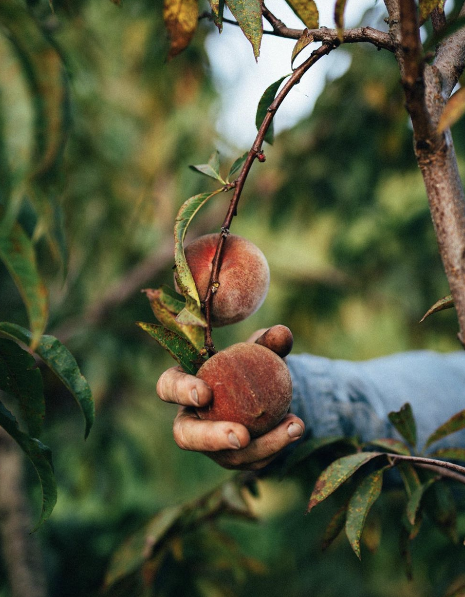 A Peach in The Hand