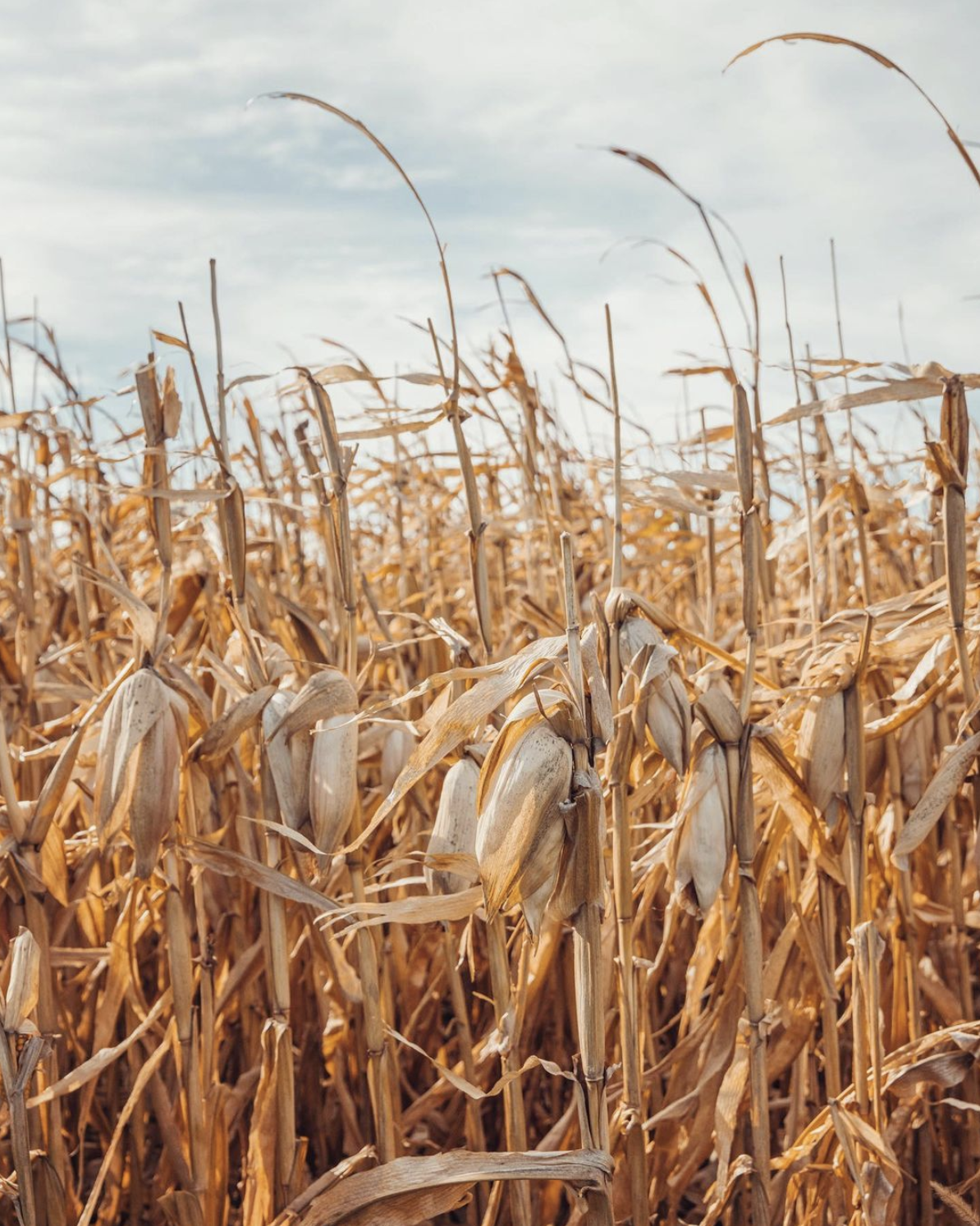 No Corn, No Country
